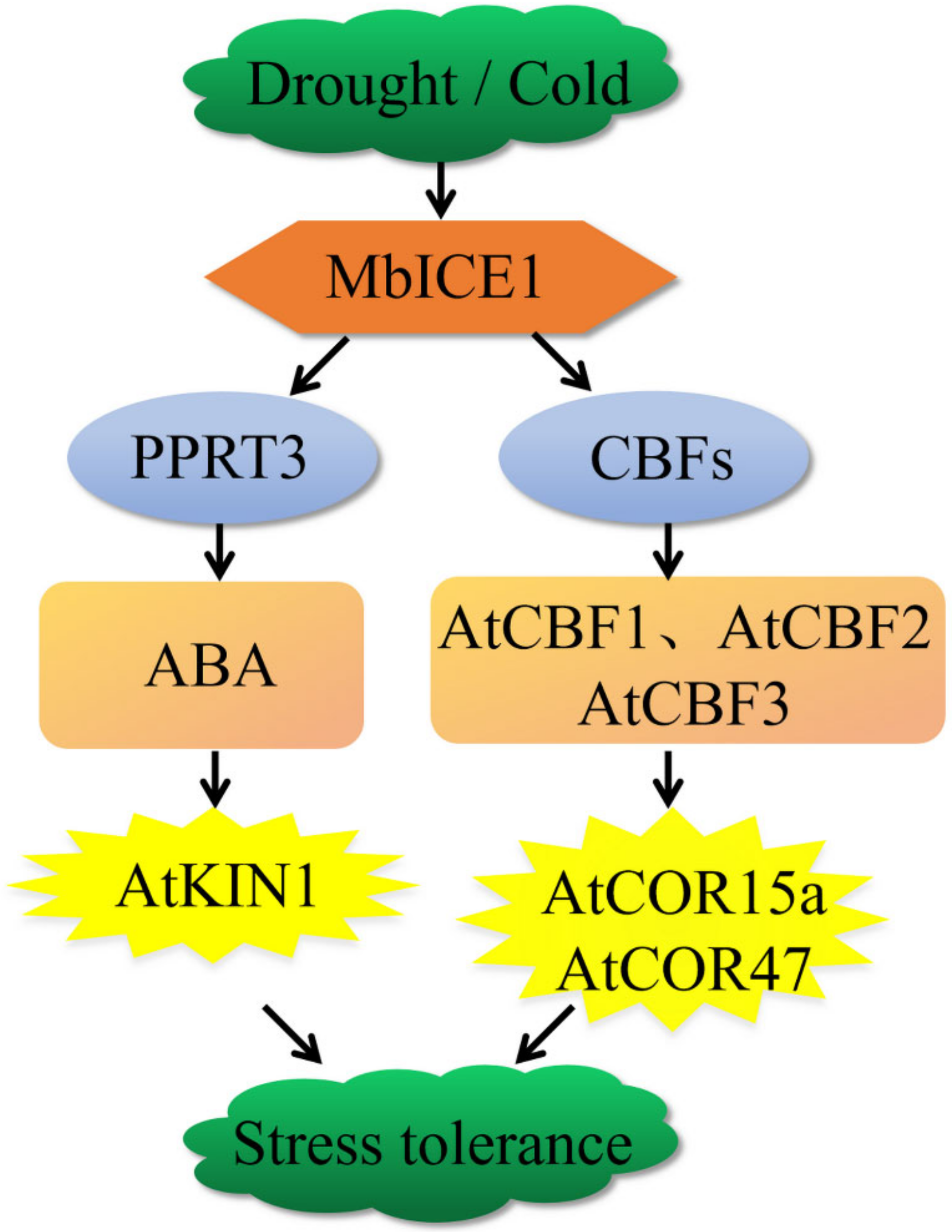 Ijms 23 16072 g010 Ijms 23 16072 g010