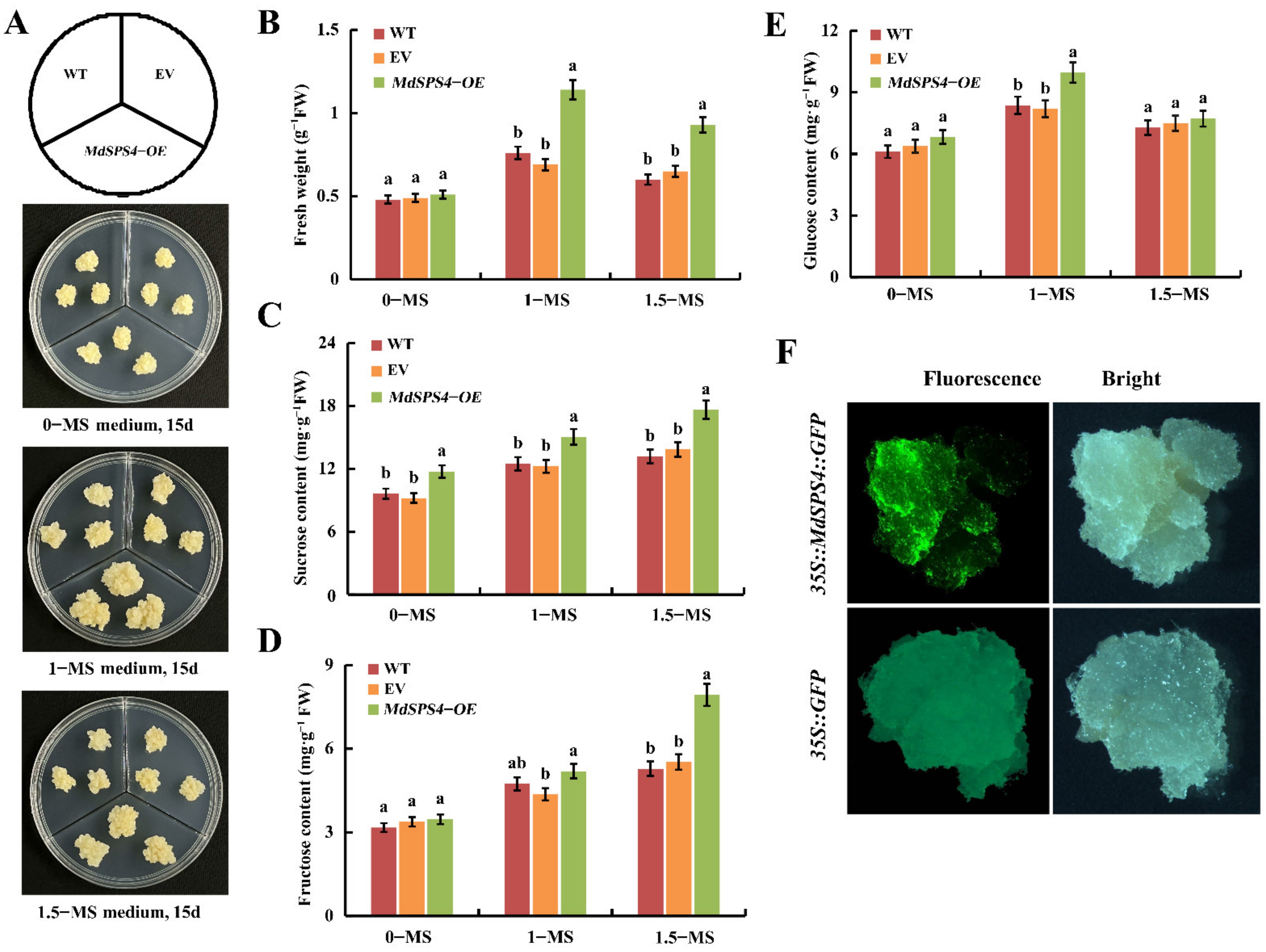 Ijms 23 16073 g010 Ijms 23 16073 g010