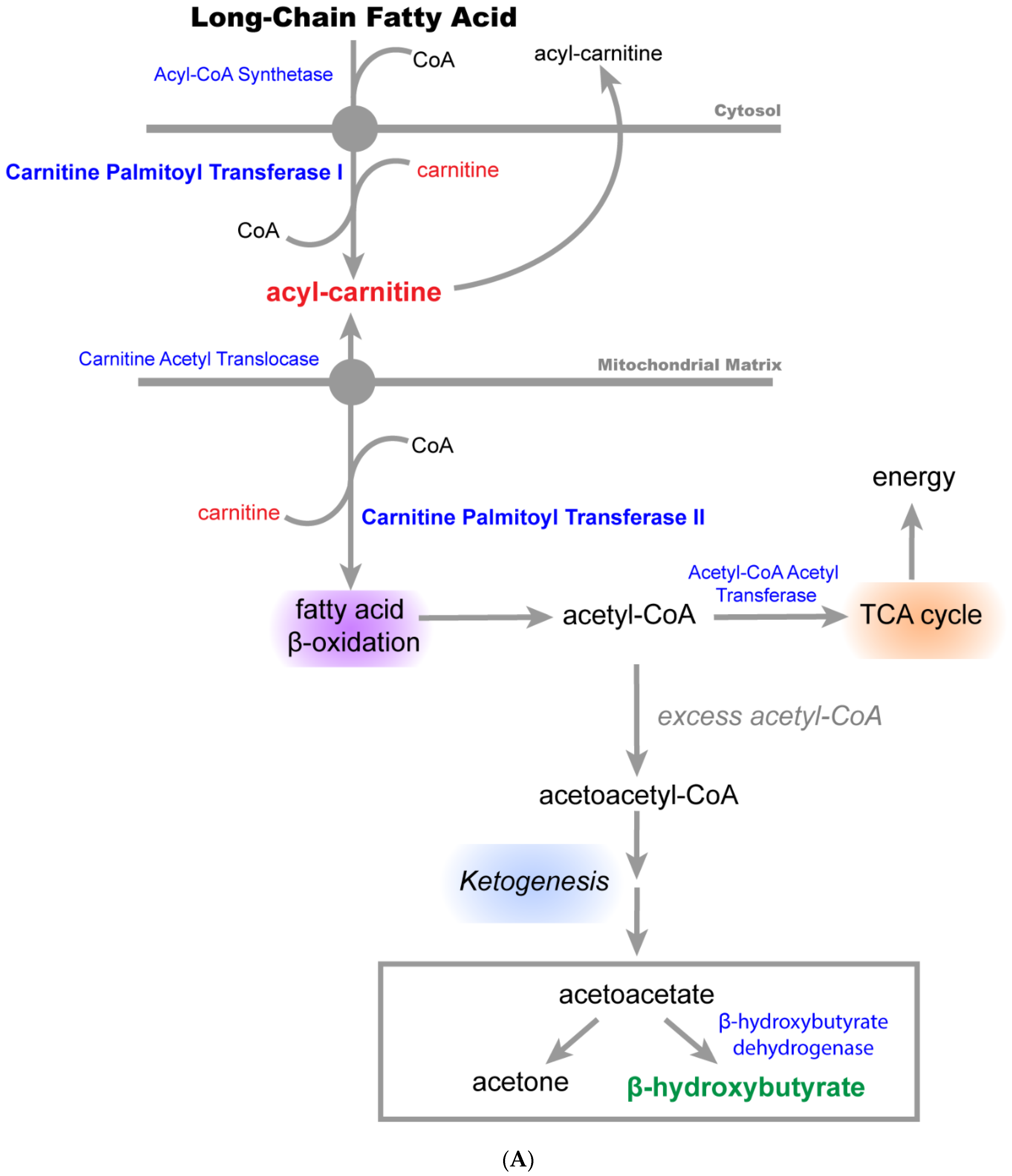 Ijms 23 16075 g003a Ijms 23 16075 g003a