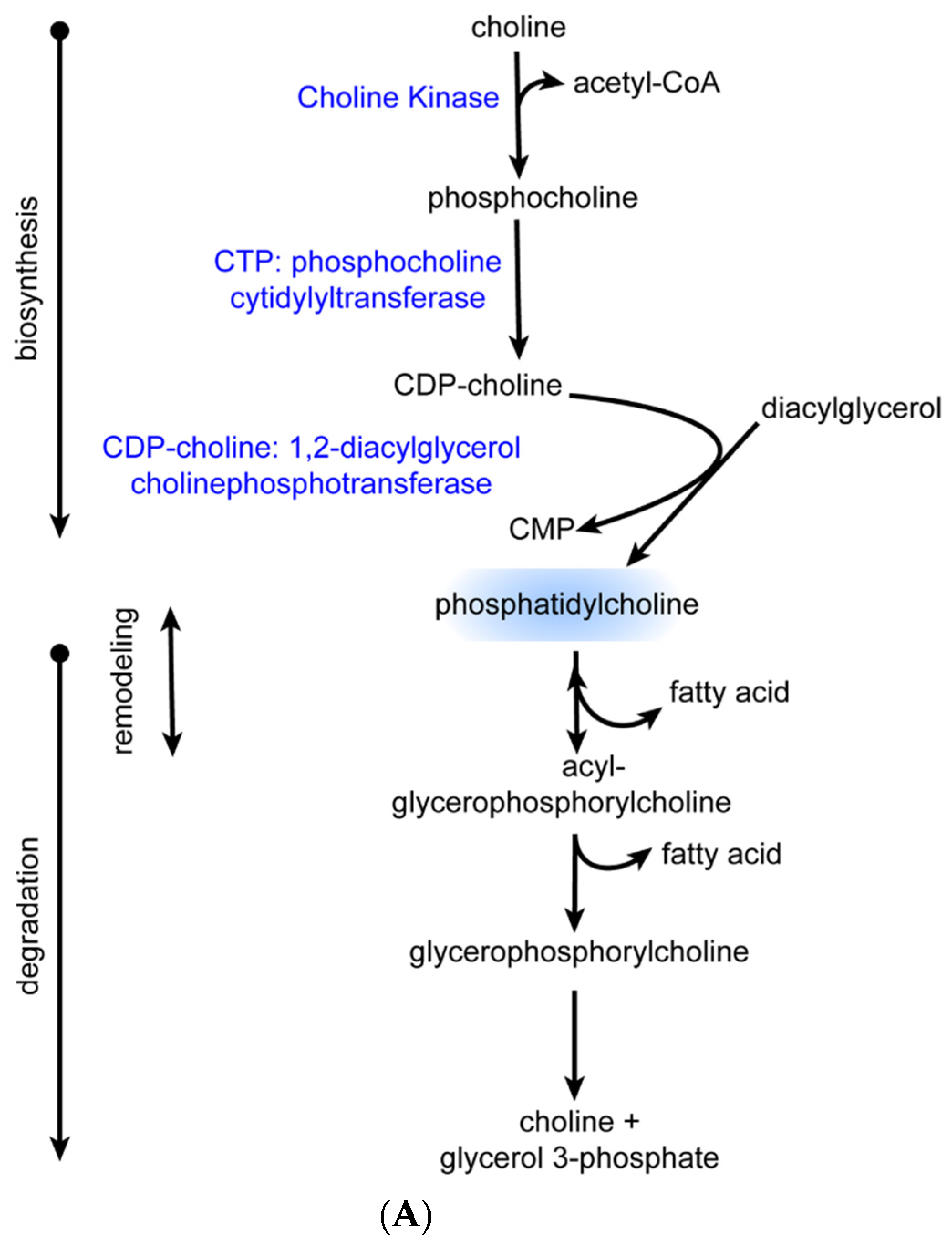 Ijms 23 16075 g006a Ijms 23 16075 g006a