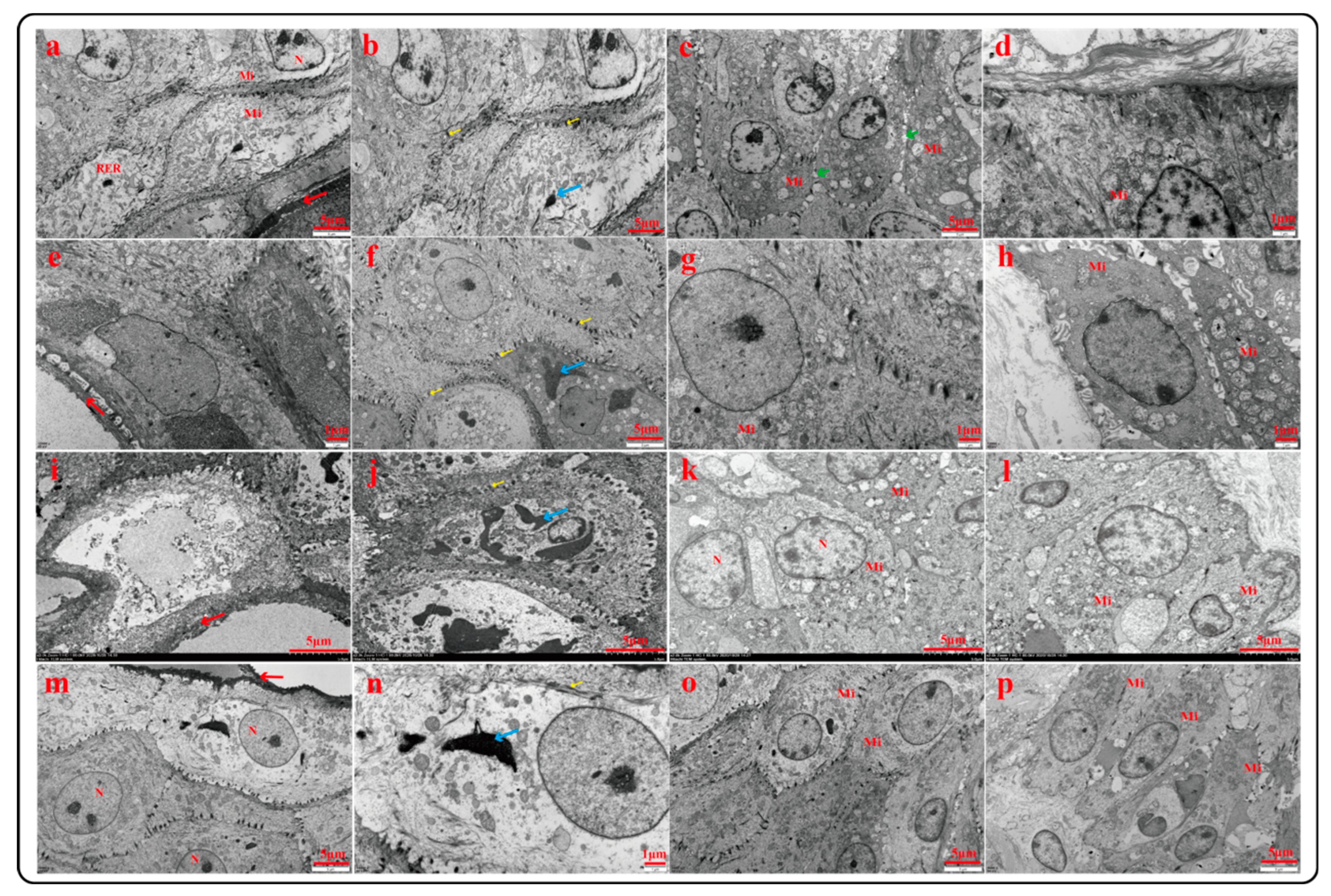 Ijms 23 16078 g003 Ijms 23 16078 g003