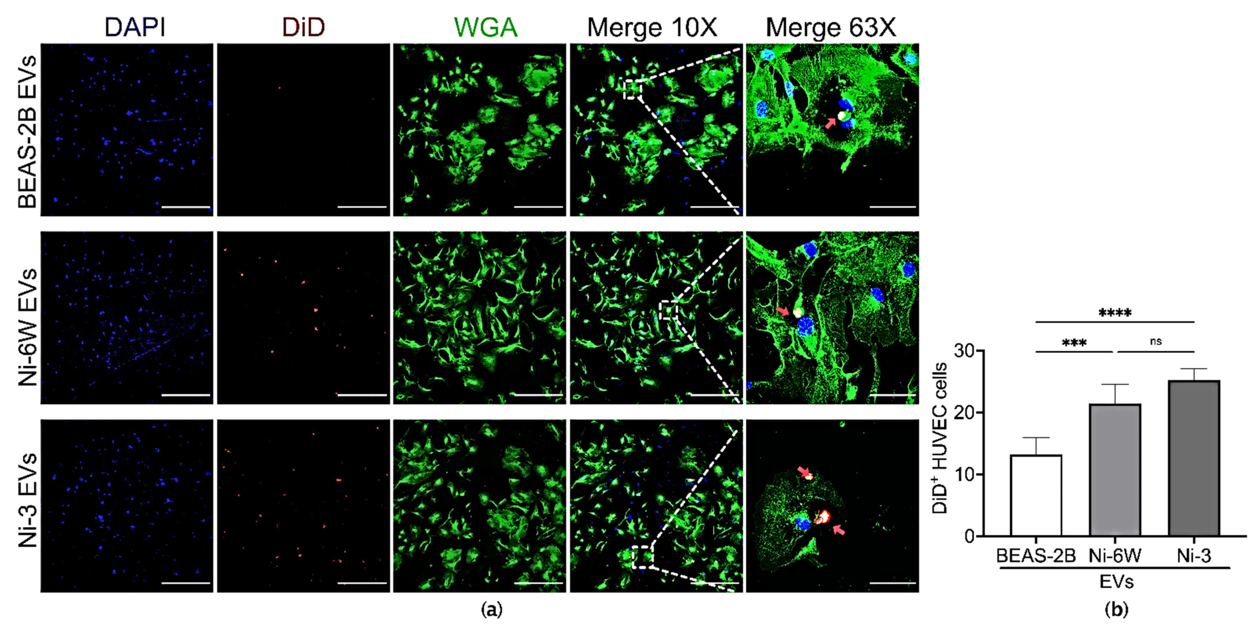 Ijms 23 16111 g004 Ijms 23 16111 g004