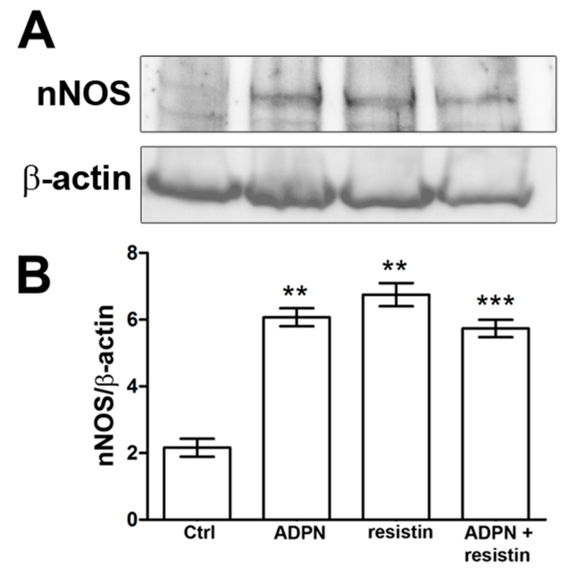 Ijms 23 16113 g005 Ijms 23 16113 g005