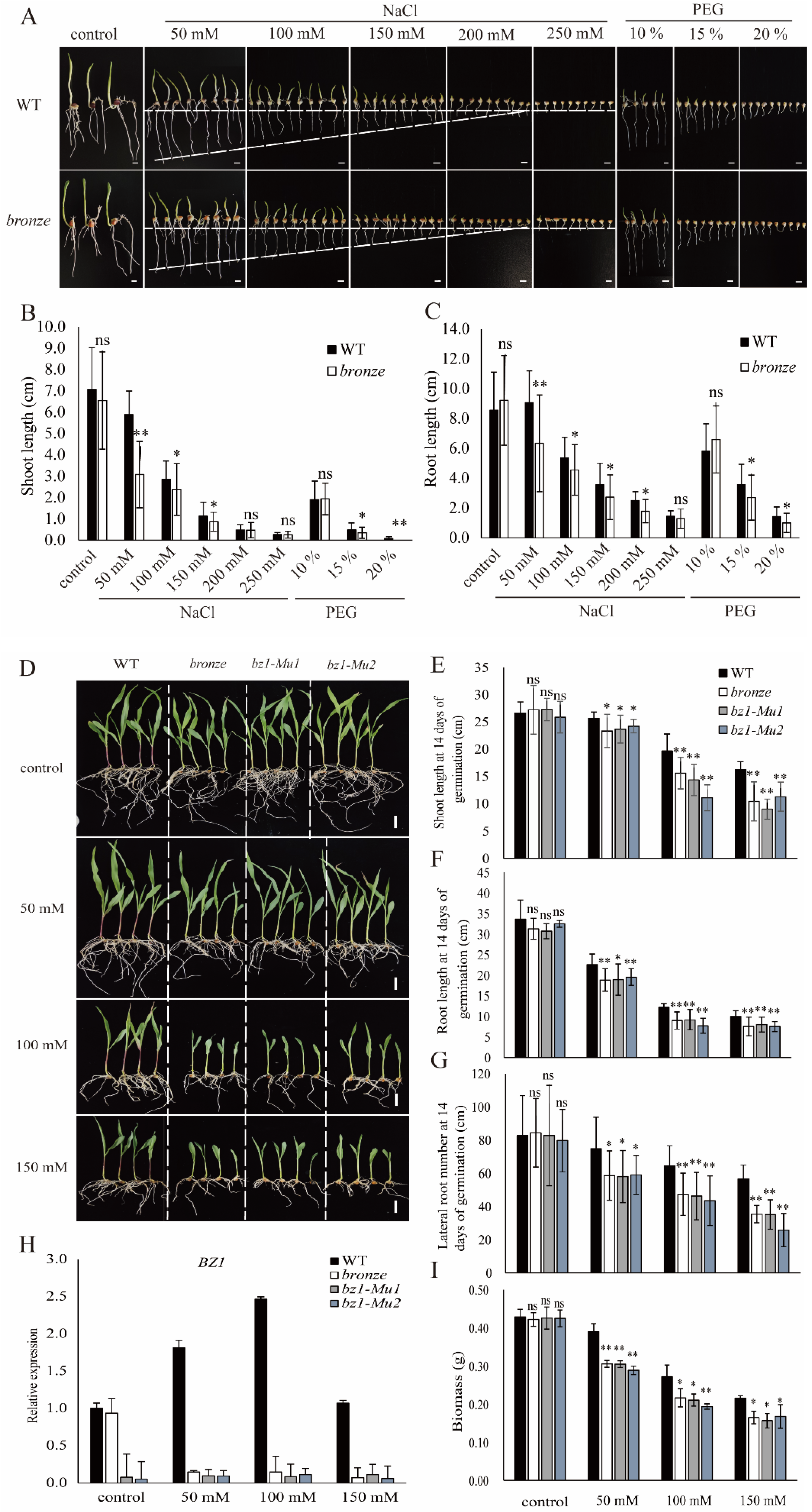 Ijms 23 16123 g005 Ijms 23 16123 g005
