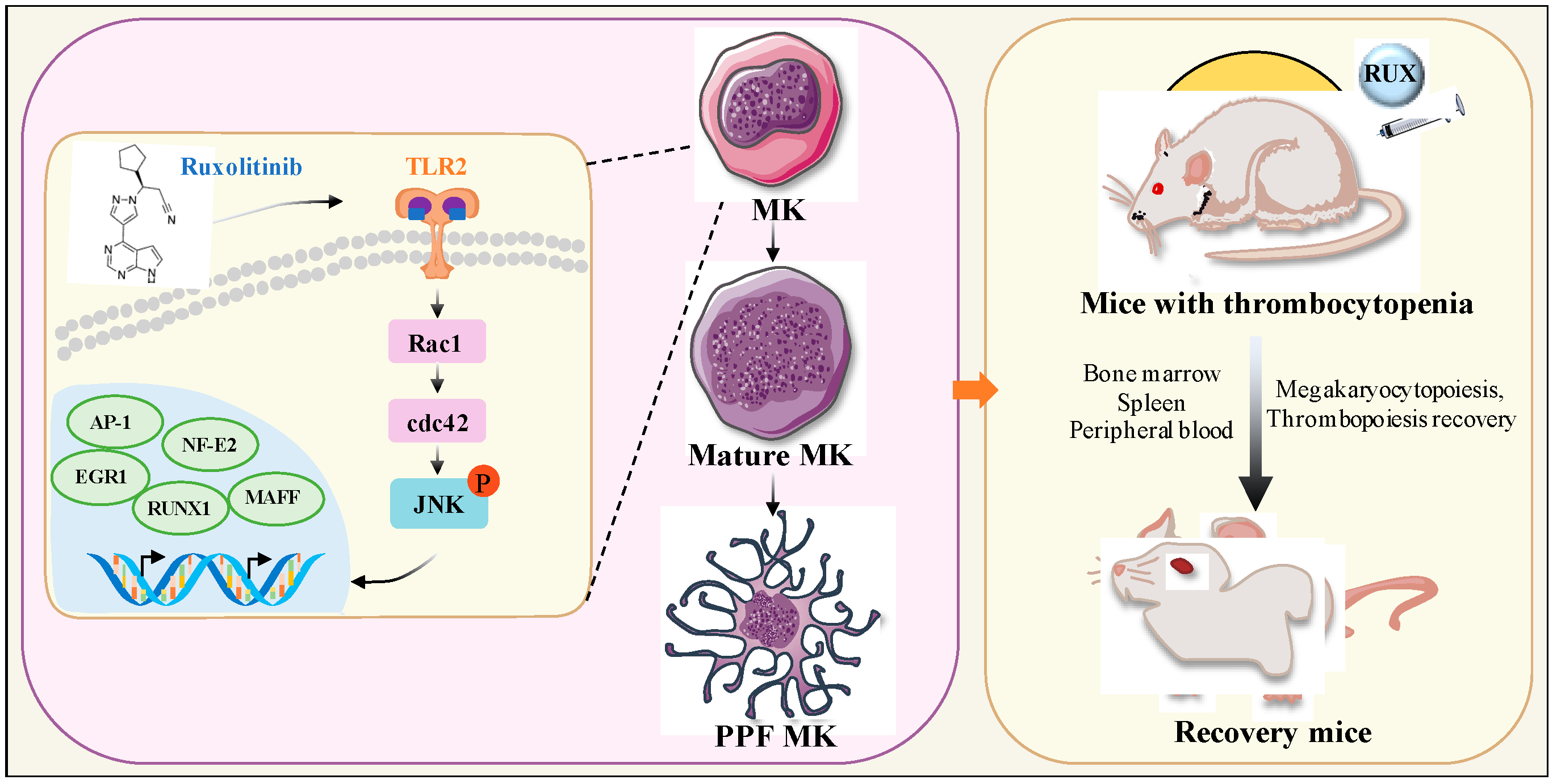Ijms 23 16137 g010 Ijms 23 16137 g010