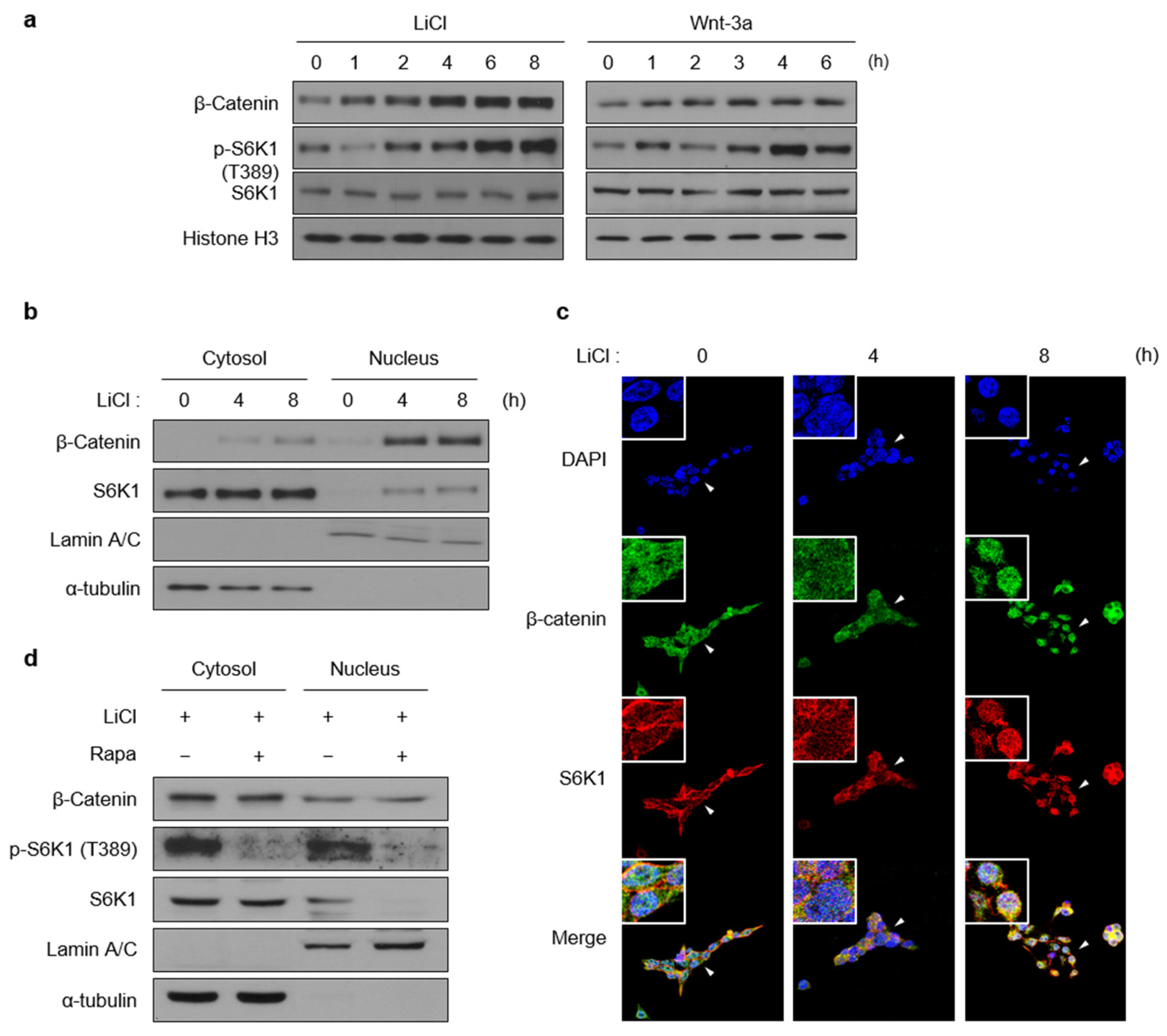 Ijms 23 16143 g001 Ijms 23 16143 g001