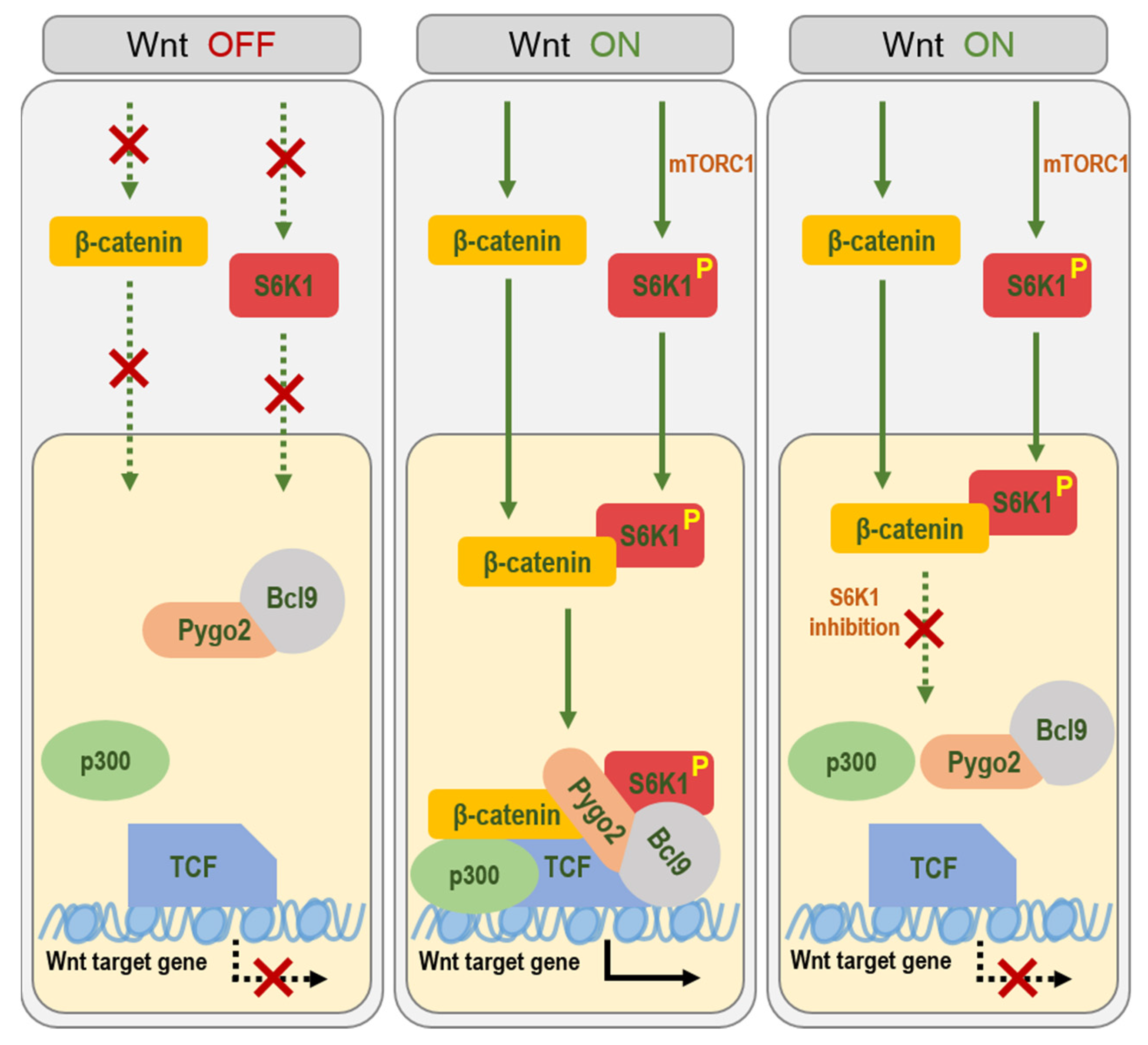 Ijms 23 16143 g007 Ijms 23 16143 g007