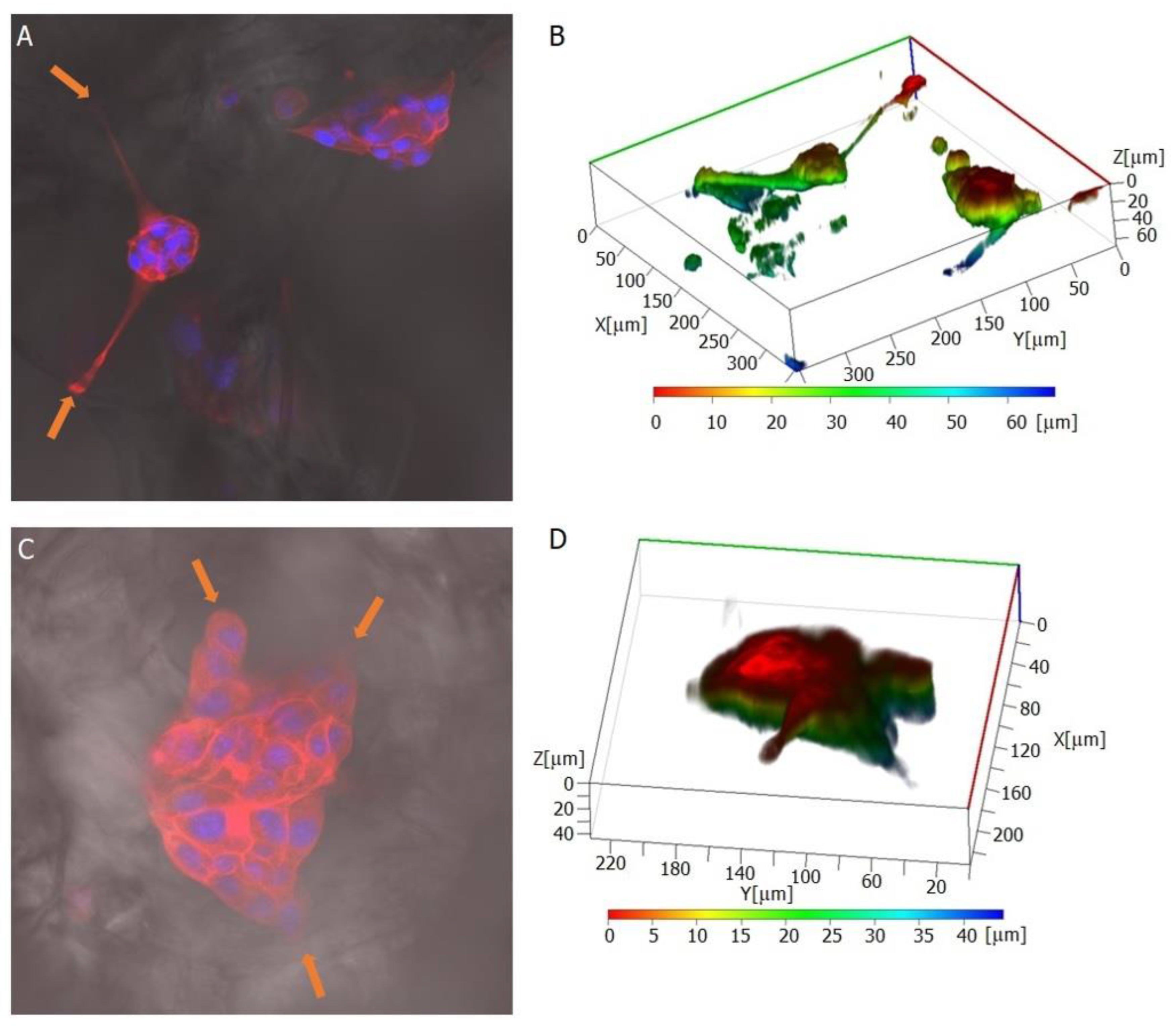 Ijms 23 16159 g009 Ijms 23 16159 g009