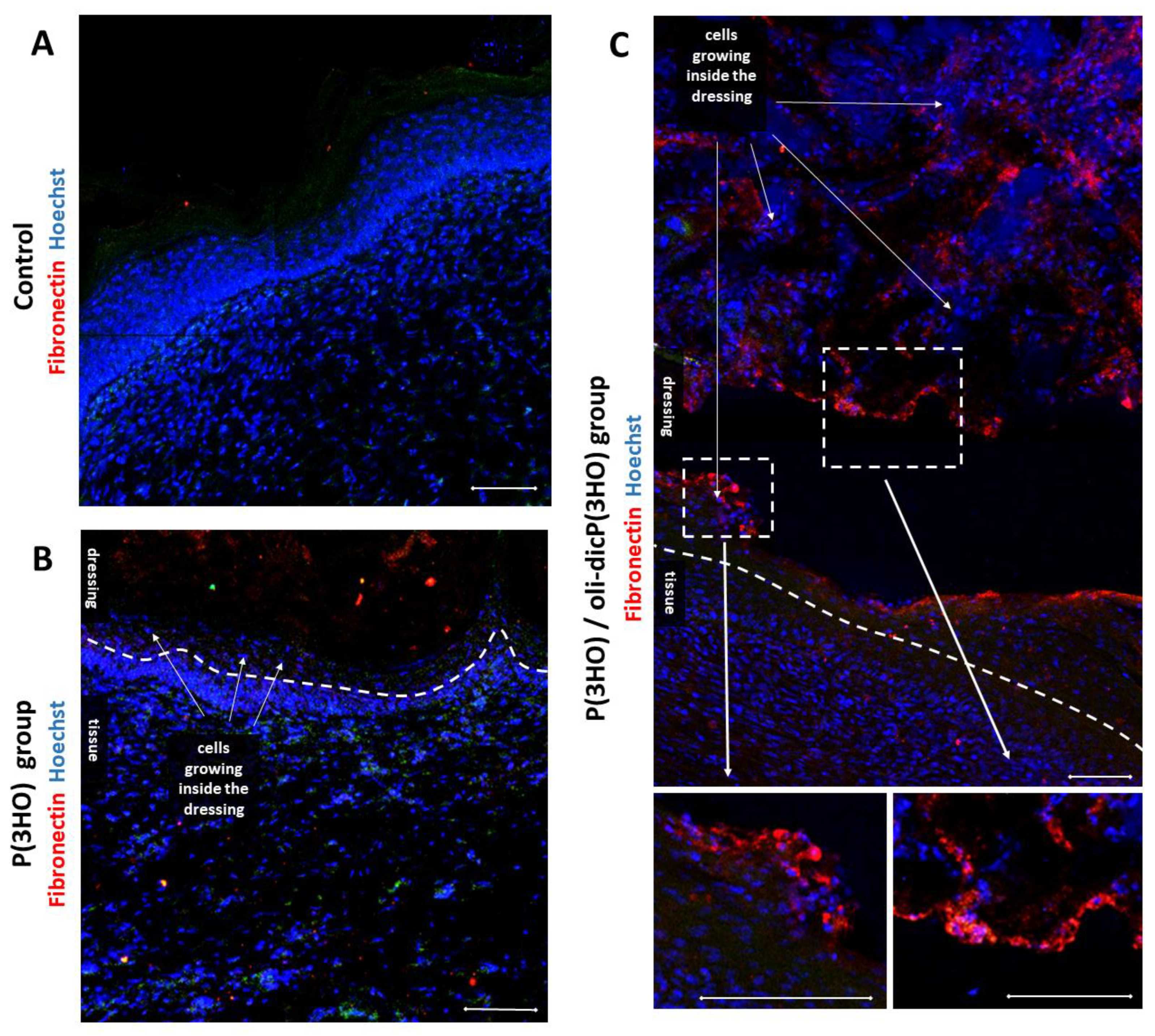 Ijms 23 16159 g016 Ijms 23 16159 g016