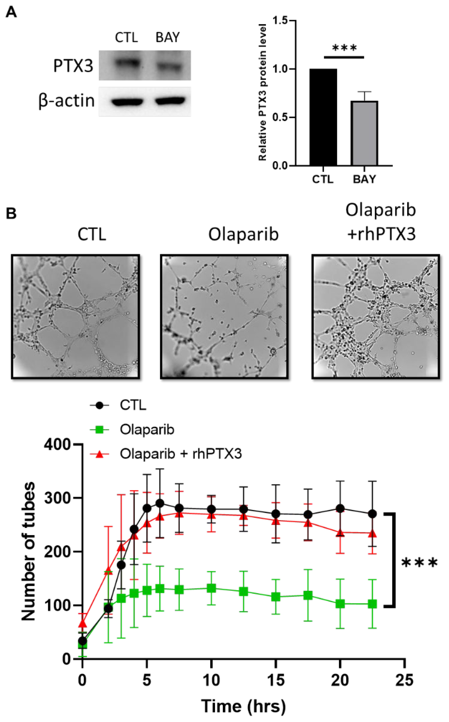 Ijms 23 16171 g005 Ijms 23 16171 g005