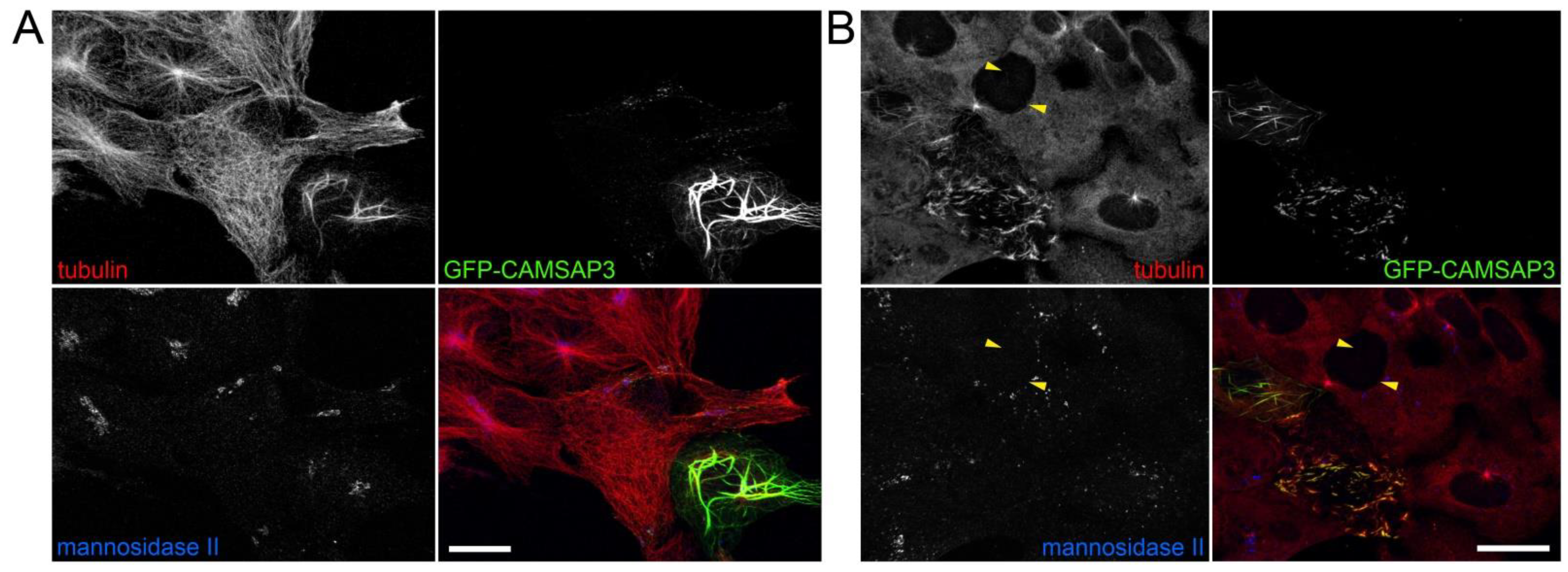 Ijms 23 16178 g004 Ijms 23 16178 g004