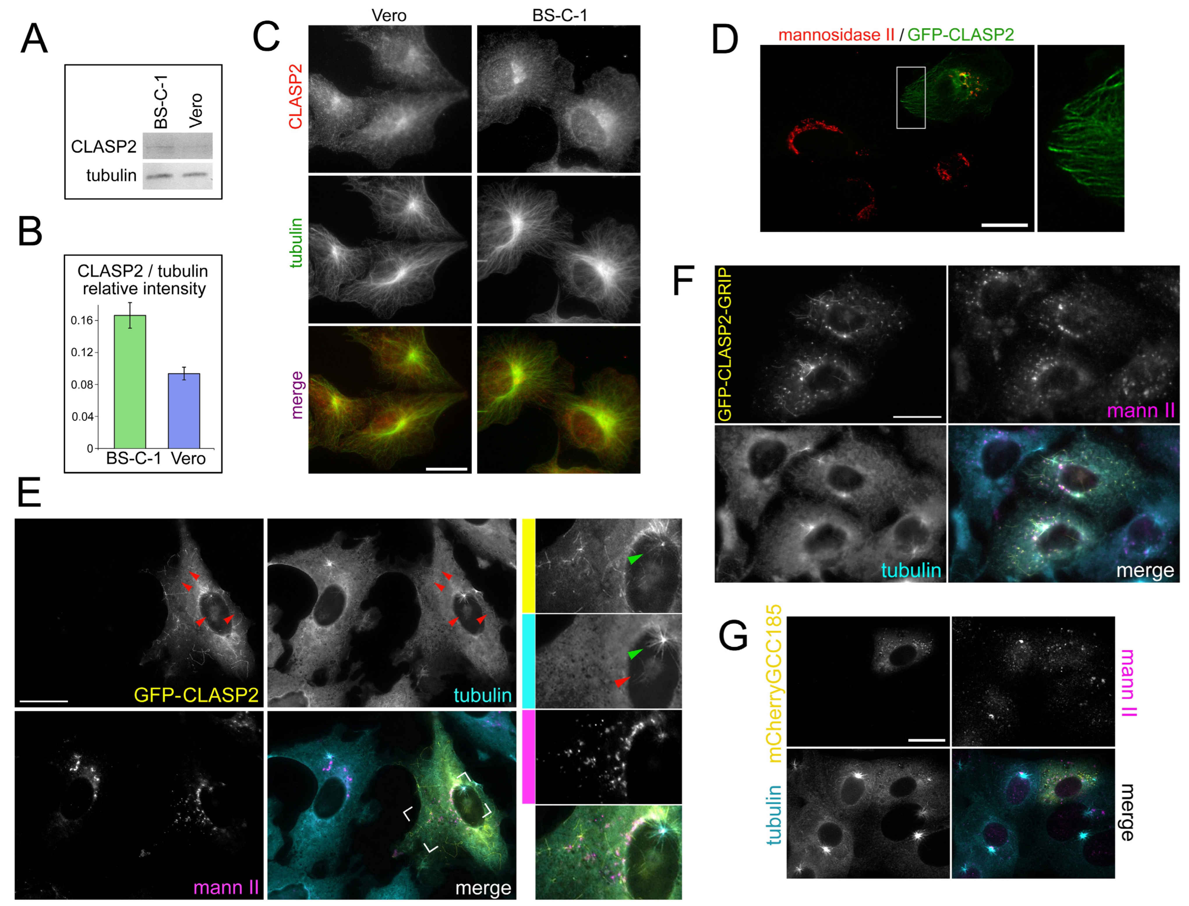 Ijms 23 16178 g005 Ijms 23 16178 g005
