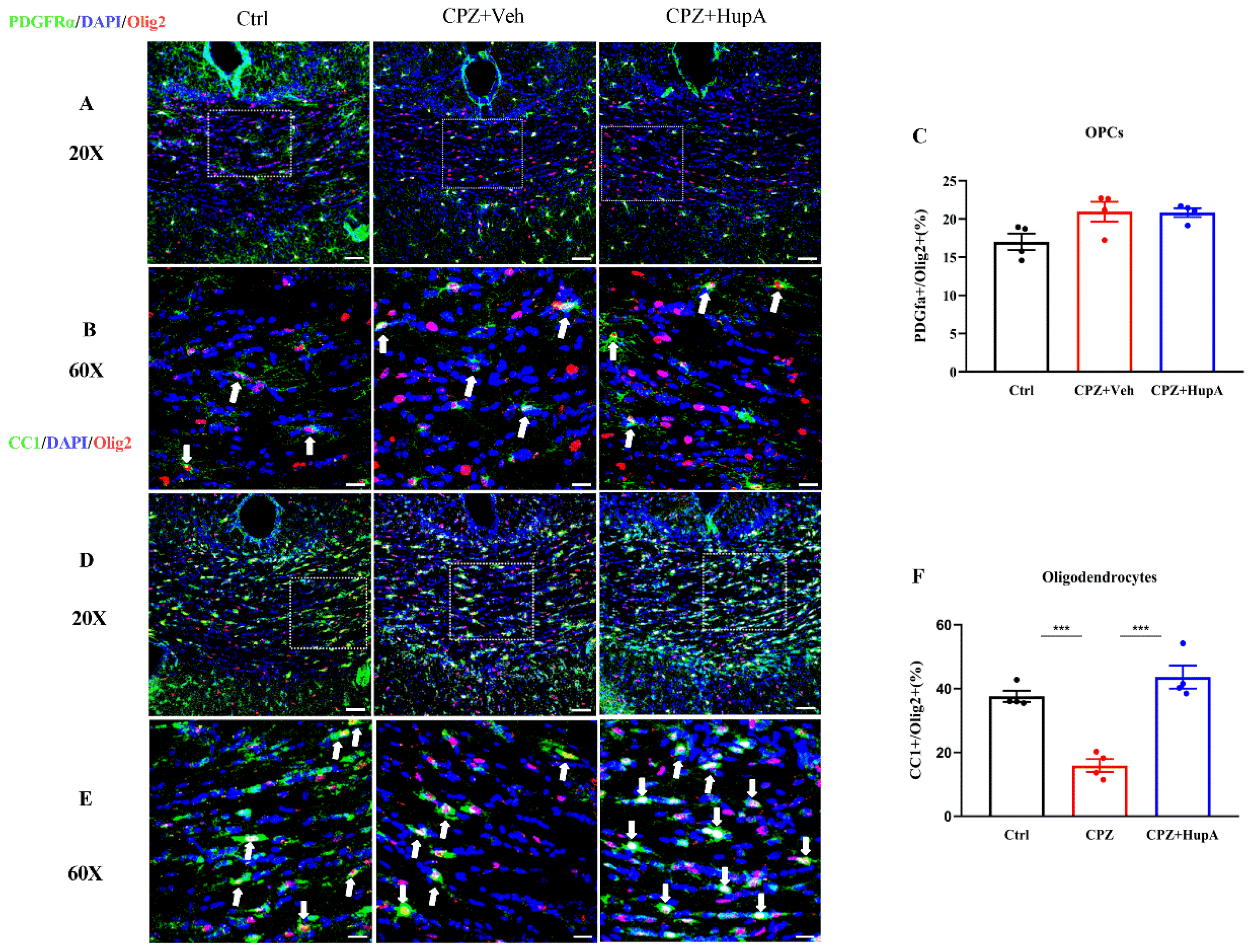 Ijms 23 16182 g004 Ijms 23 16182 g004