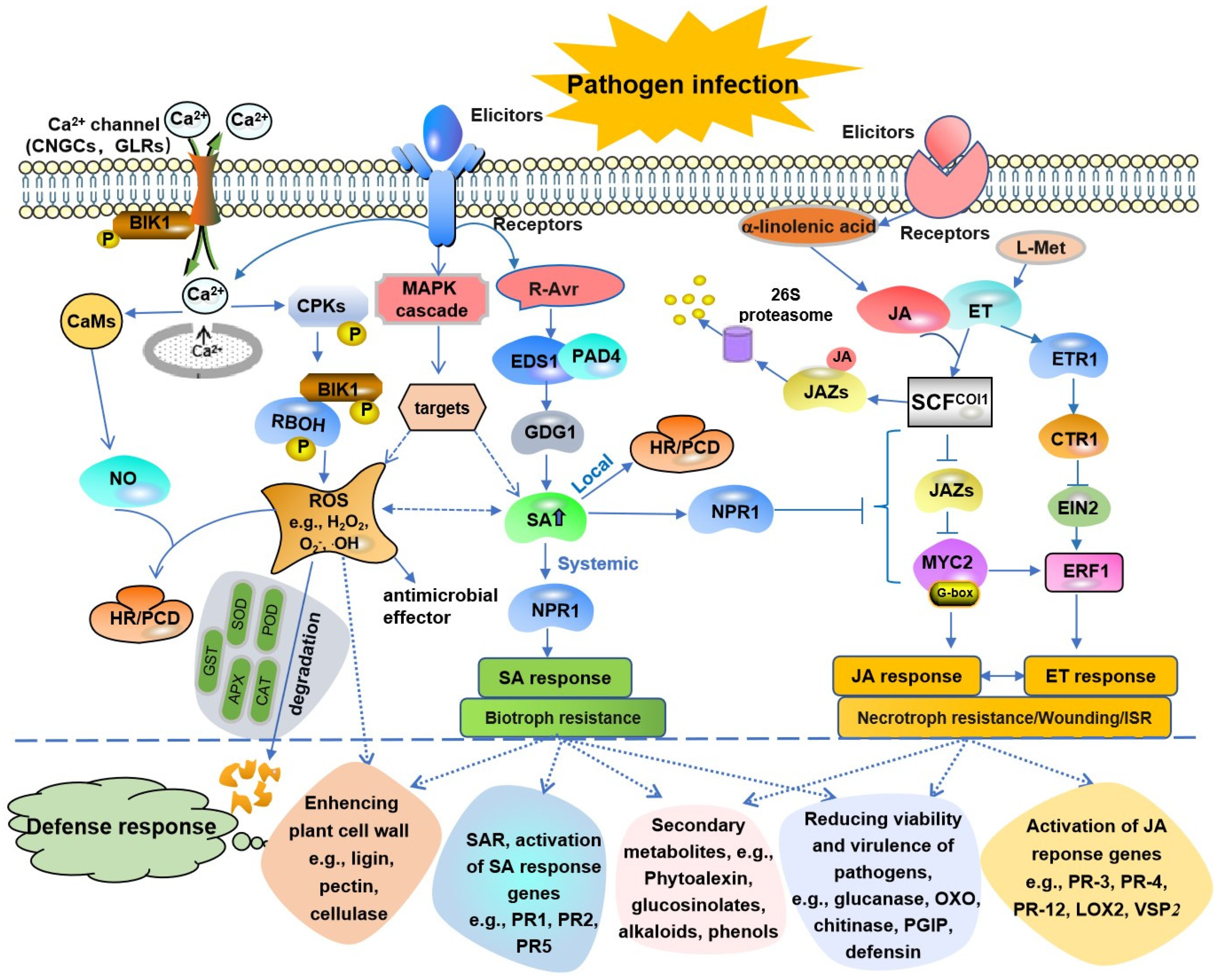 Plant Disease Resistance-Related Signaling Pathways: Recent