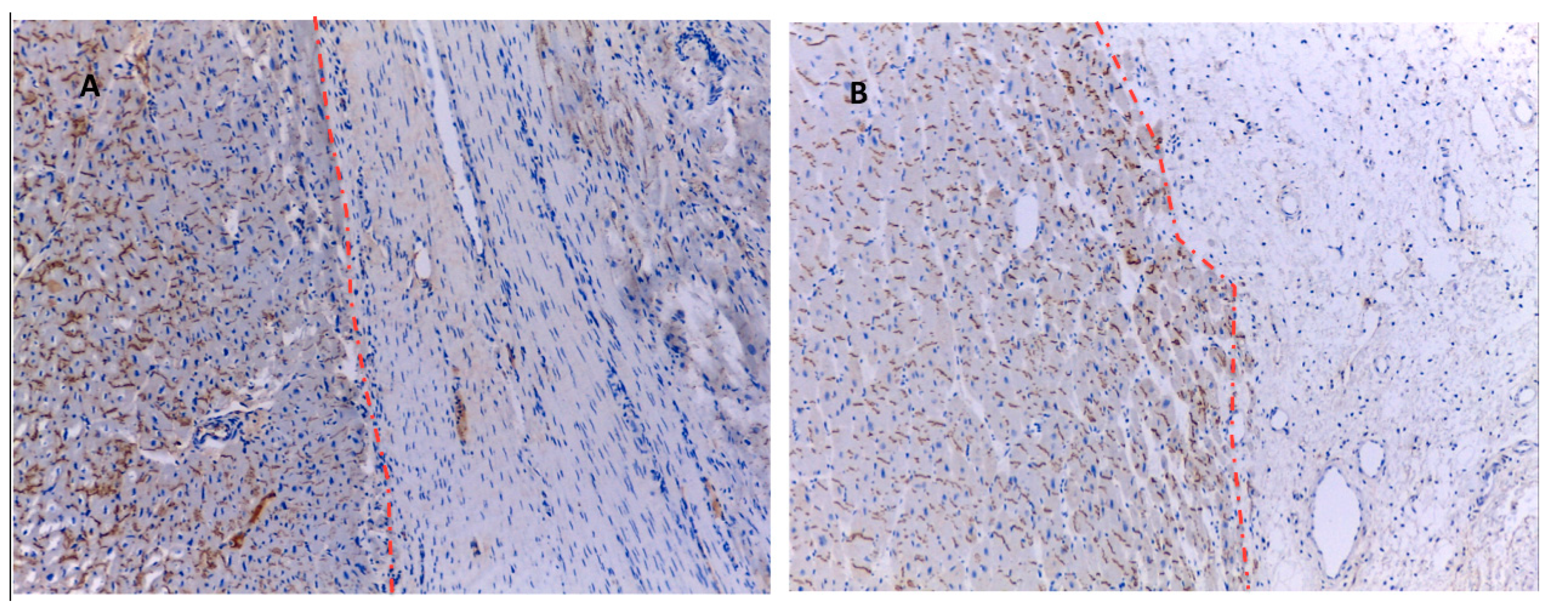 Ijms 23 16211 g007 Ijms 23 16211 g007