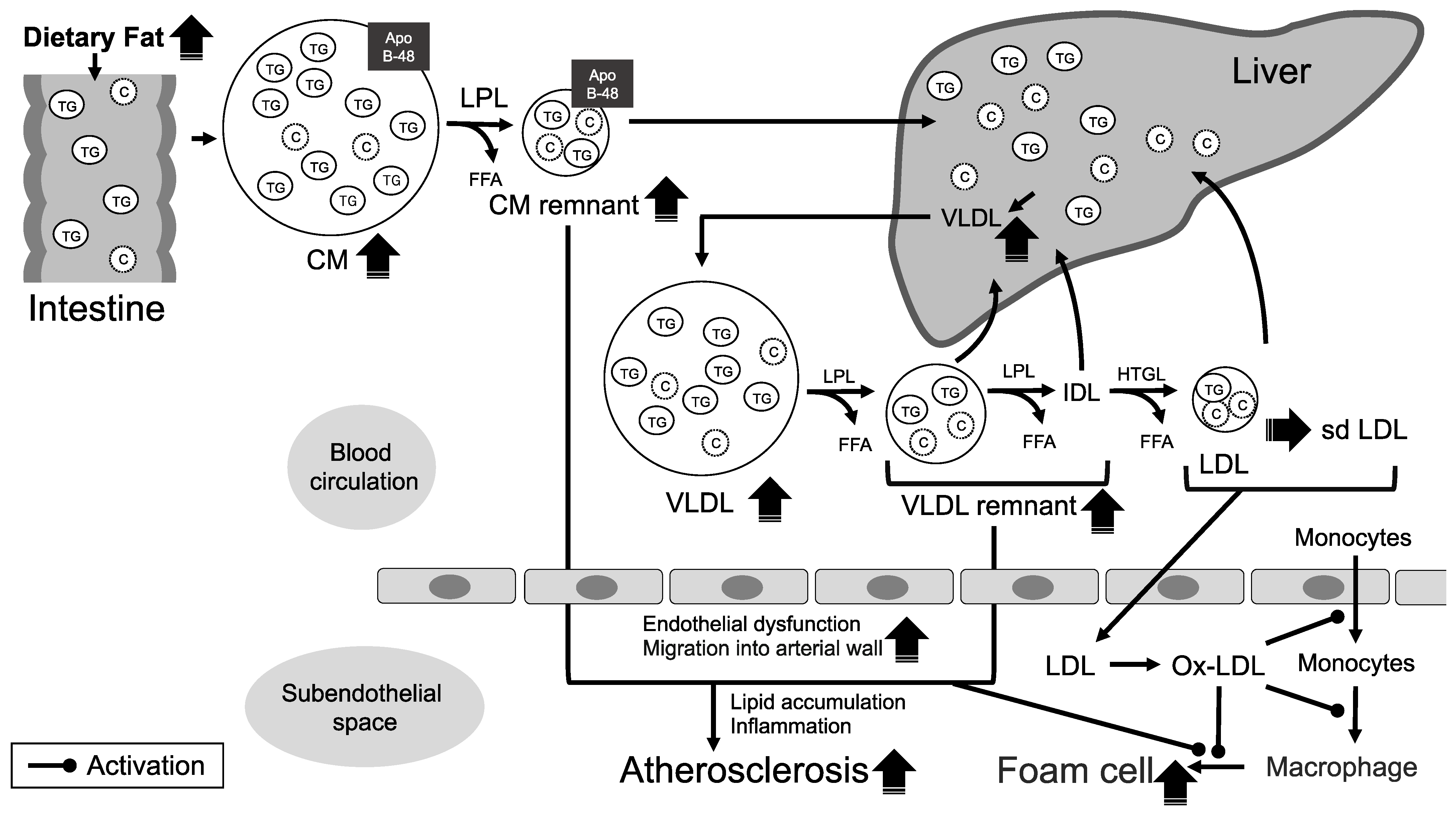 Ijms 23 16224 g001 Ijms 23 16224 g001