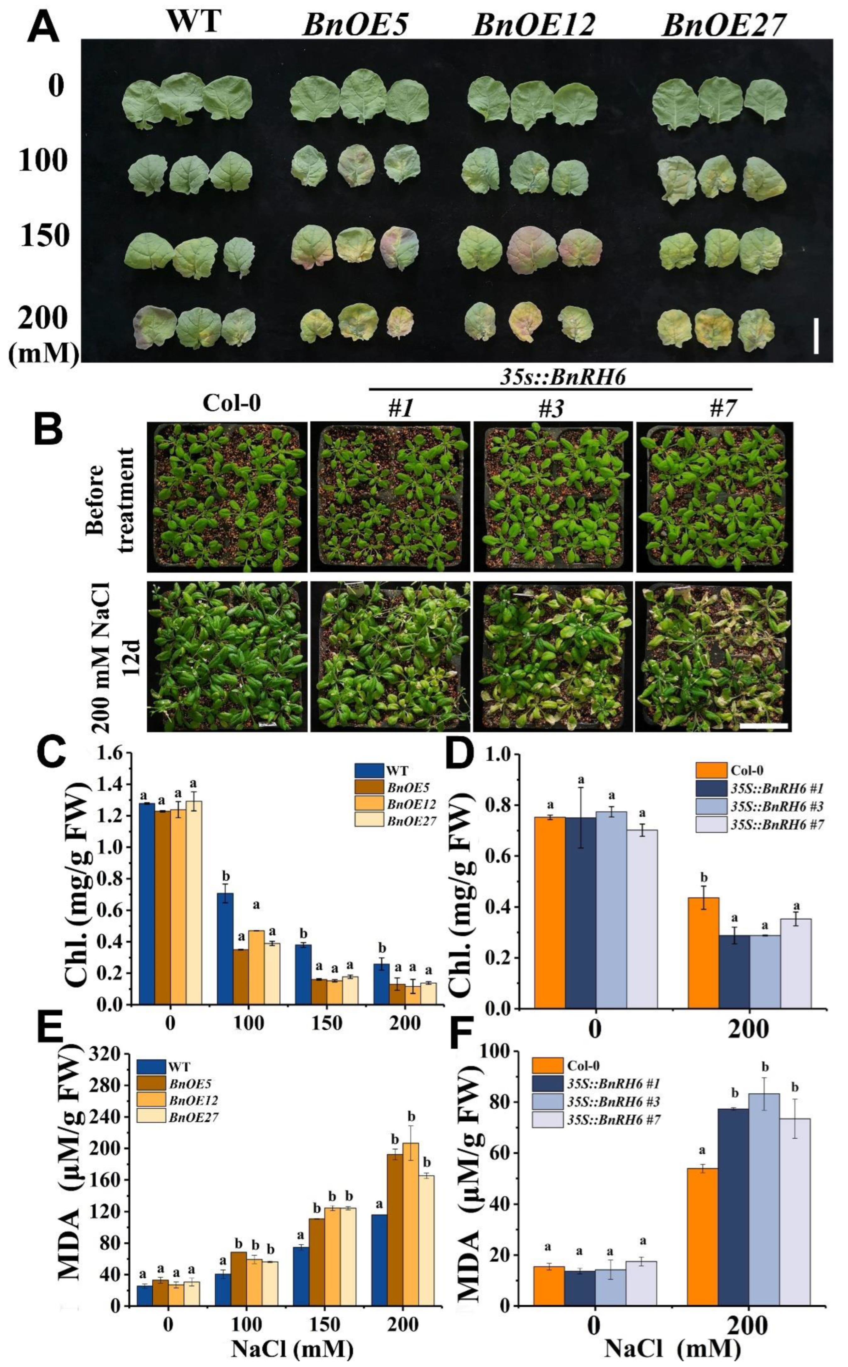 Ijms 24 00002 g004 Ijms 24 00002 g004