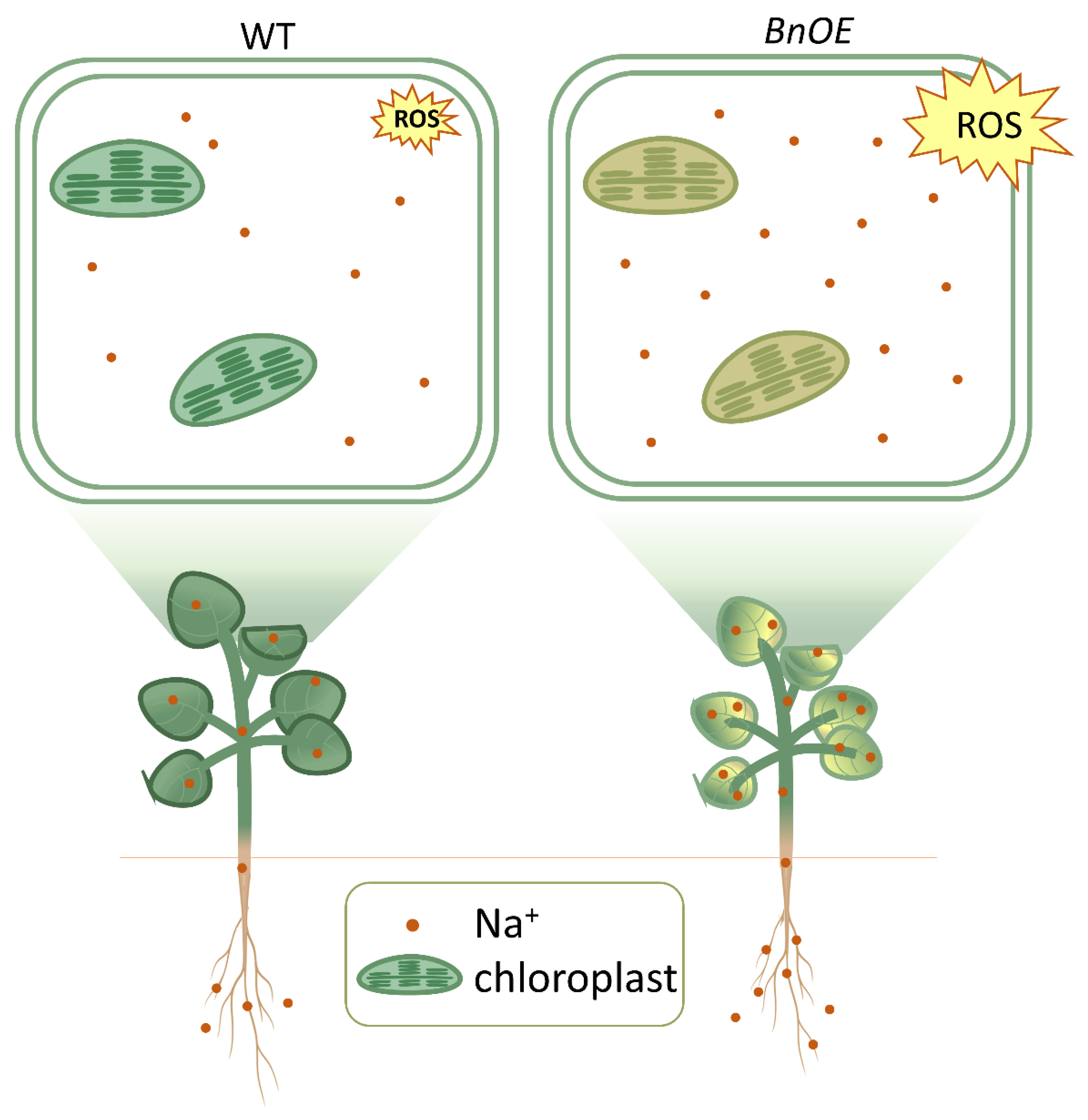 Ijms 24 00002 g007 Ijms 24 00002 g007