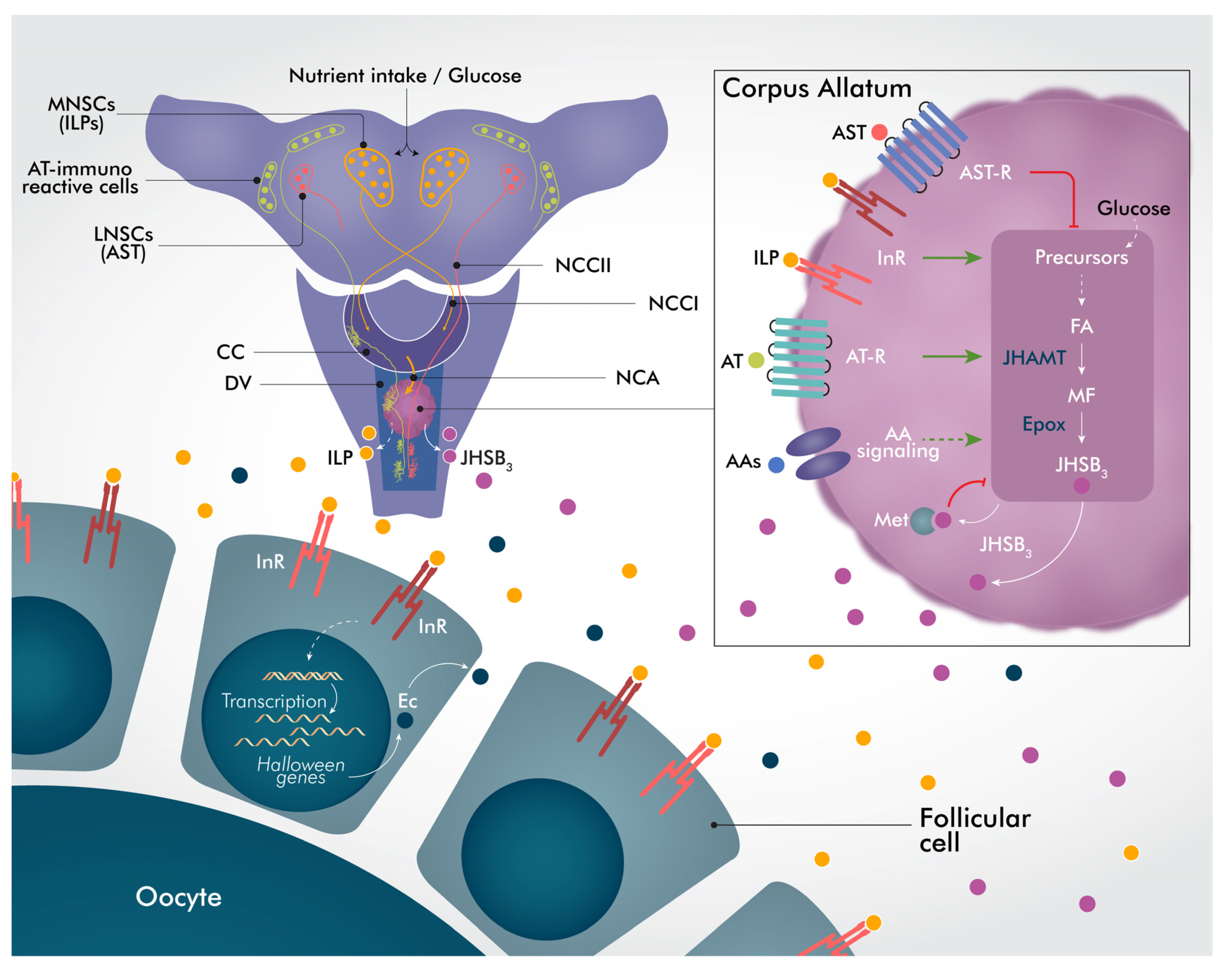 Ijms 24 00007 g008 Ijms 24 00007 g008