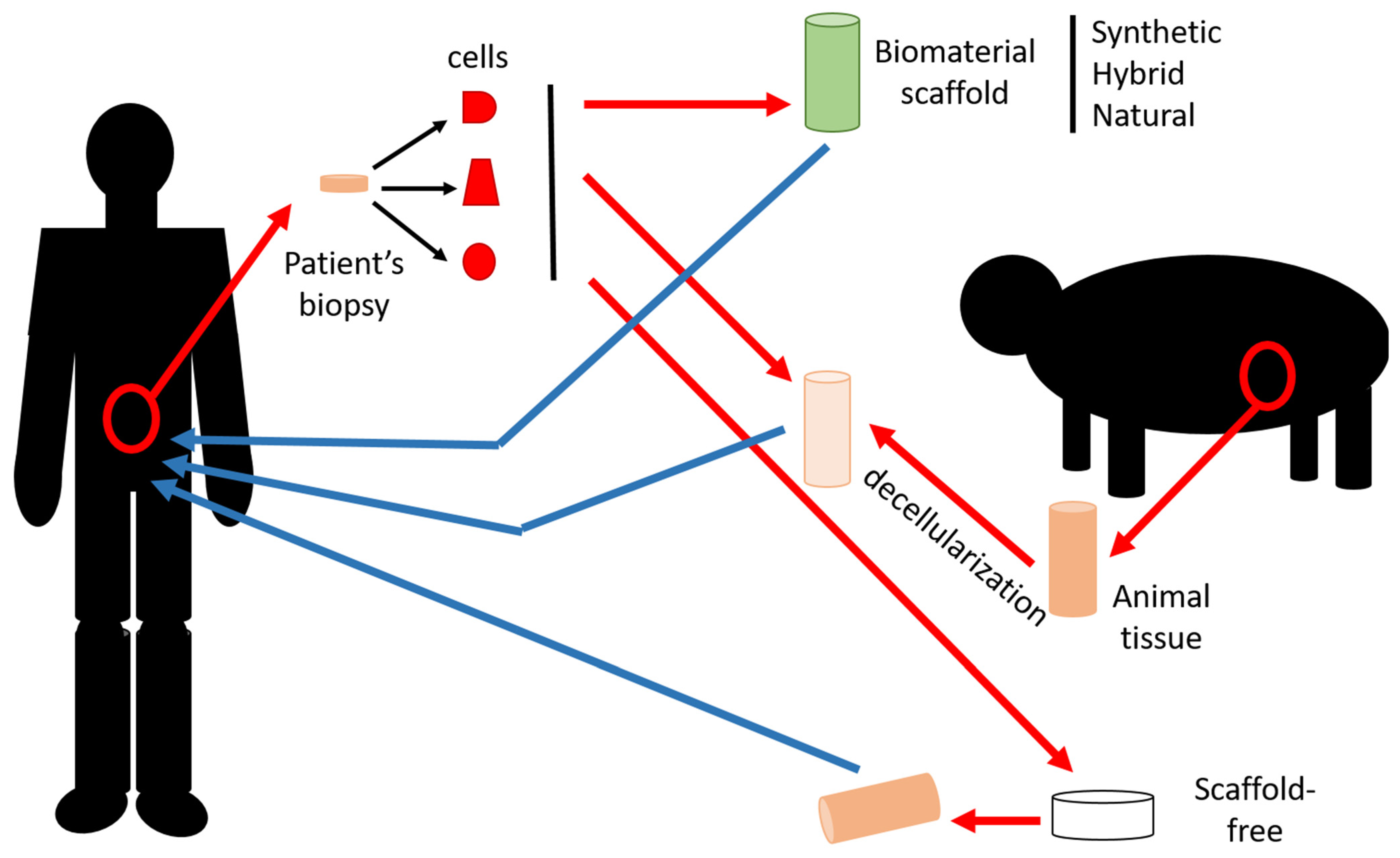 IJMS Free Full-Text Tissue Engineering for Gastrointestinal and Genitourinary Tracts