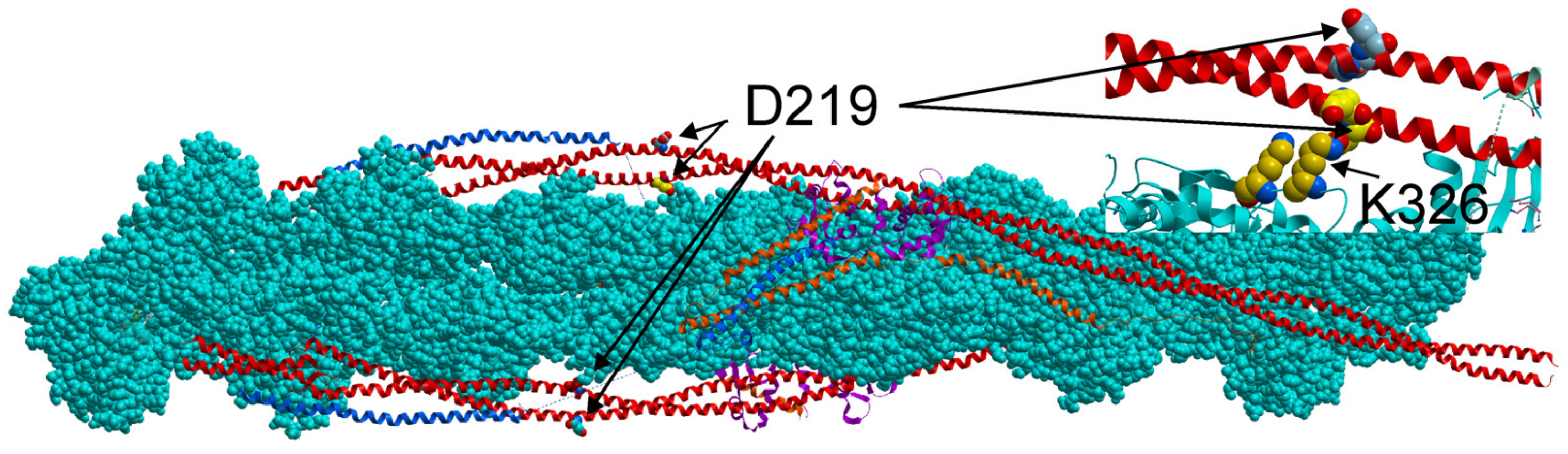 Ijms 24 00018 g007 Ijms 24 00018 g007