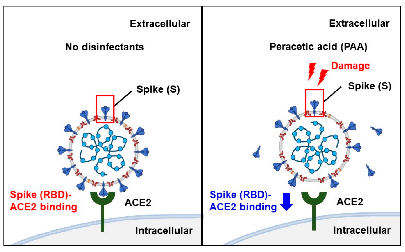 Ijms 24 00020 g006 Ijms 24 00020 g006