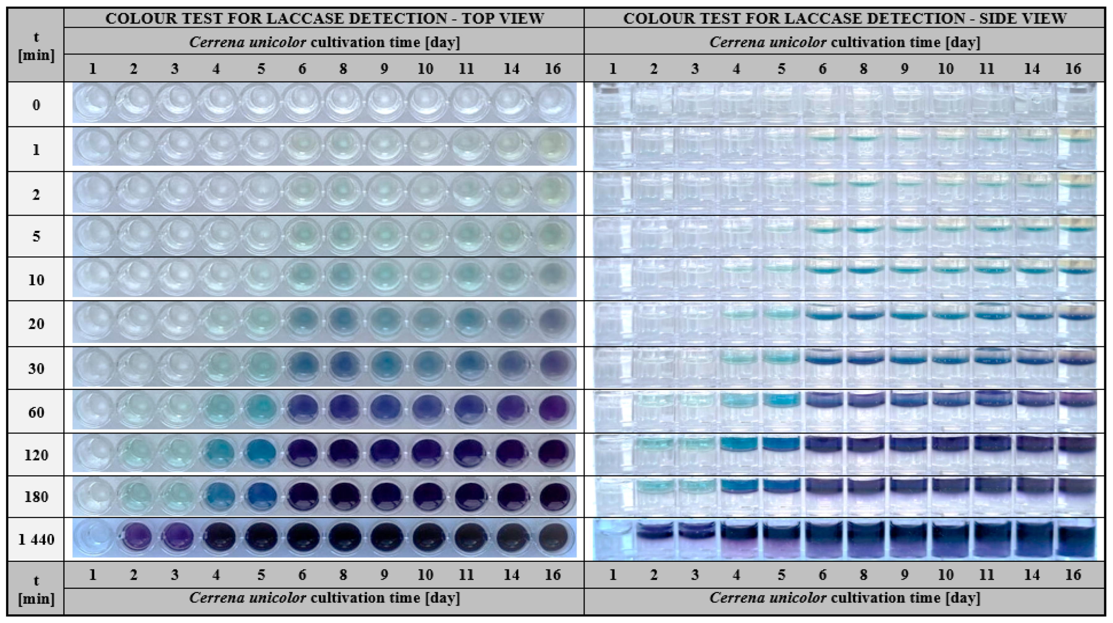 Ijms 24 00033 g009 Ijms 24 00033 g009