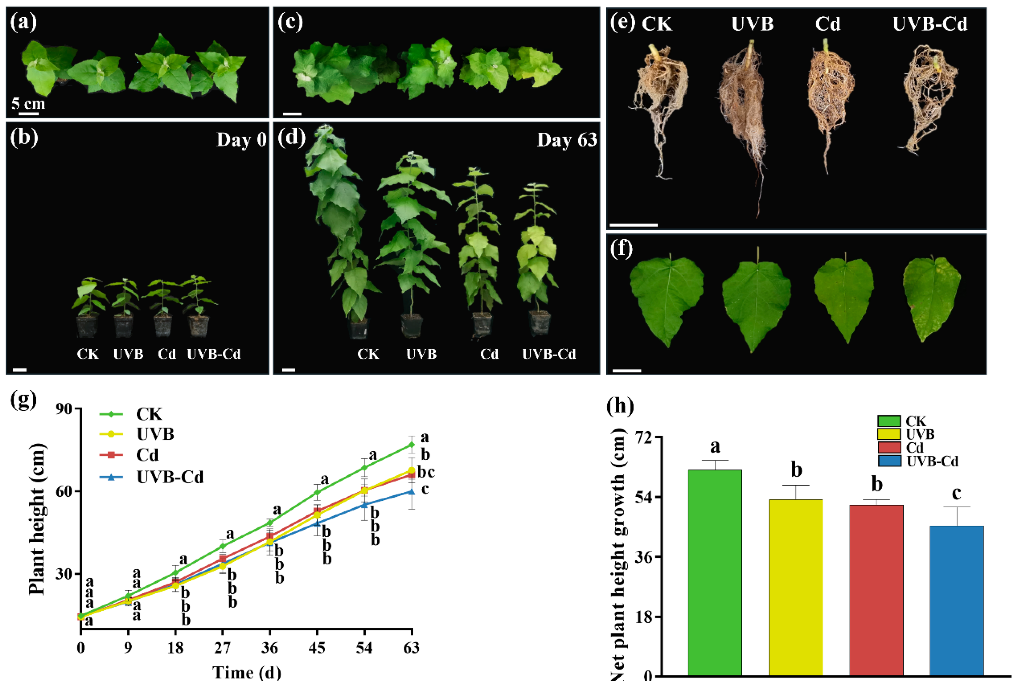 Ijms 24 00052 g001 Ijms 24 00052 g001
