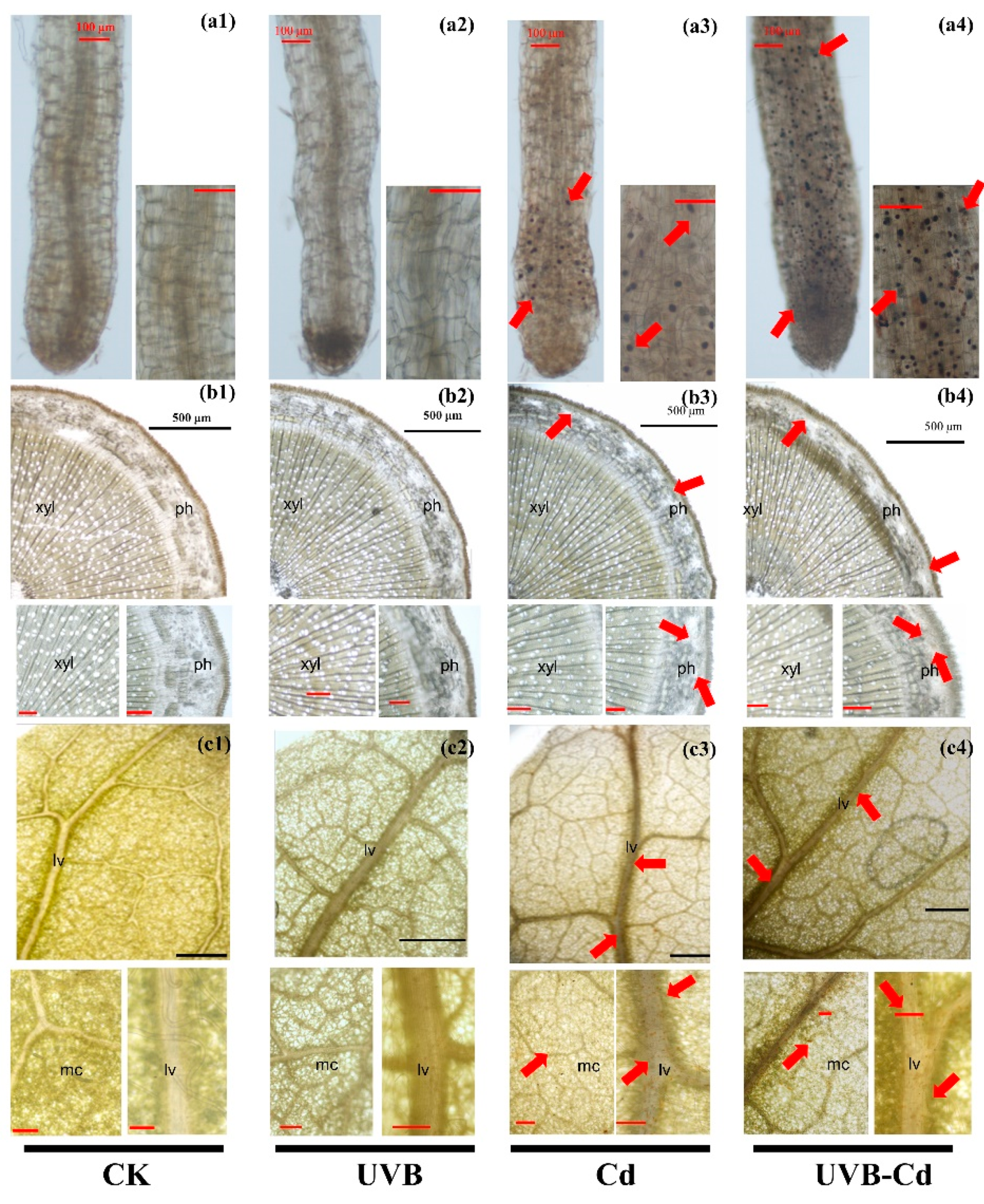 Ijms 24 00052 g004 Ijms 24 00052 g004