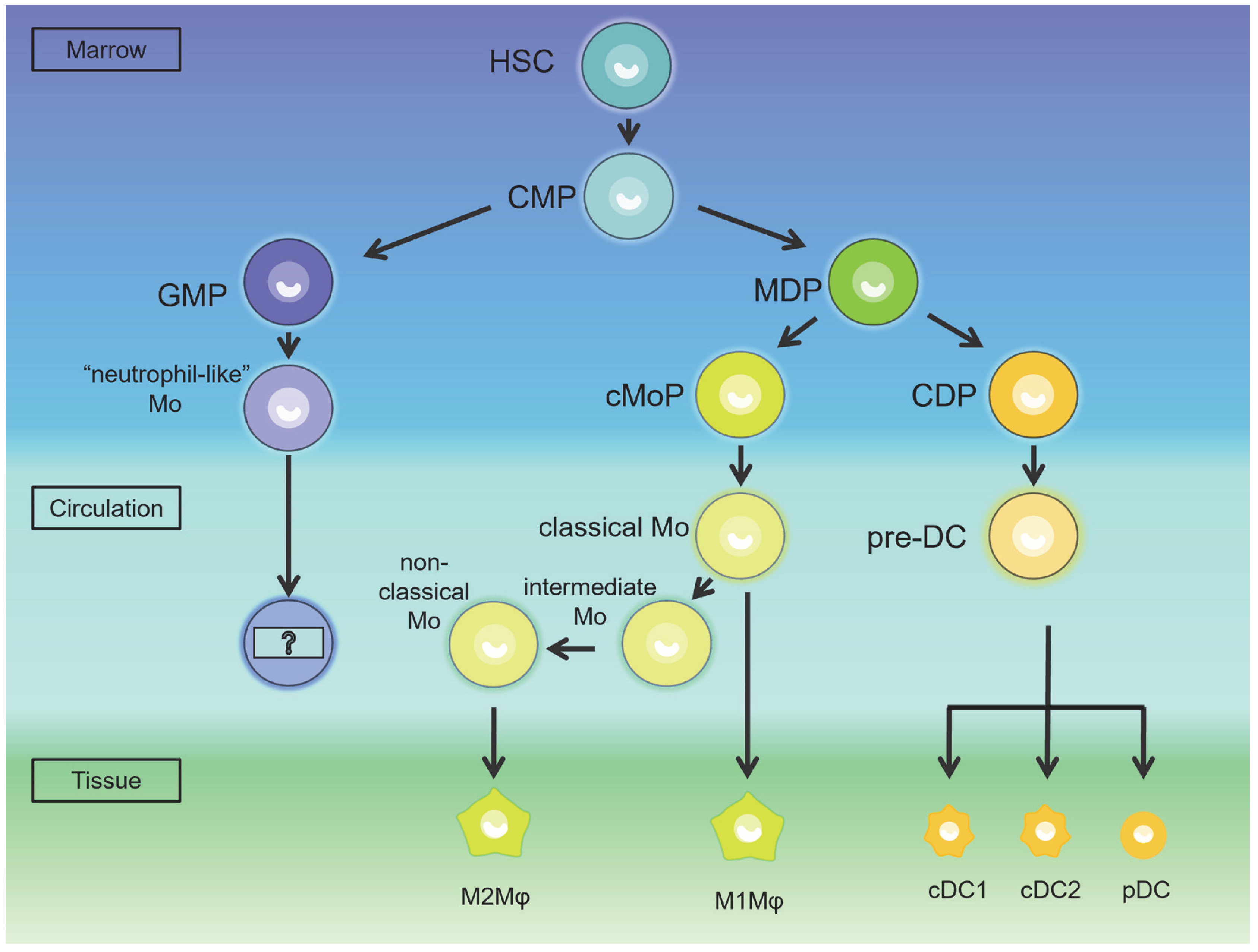 Morphology of Leydig cells in the testes after in vivo MCP-1 treatment.