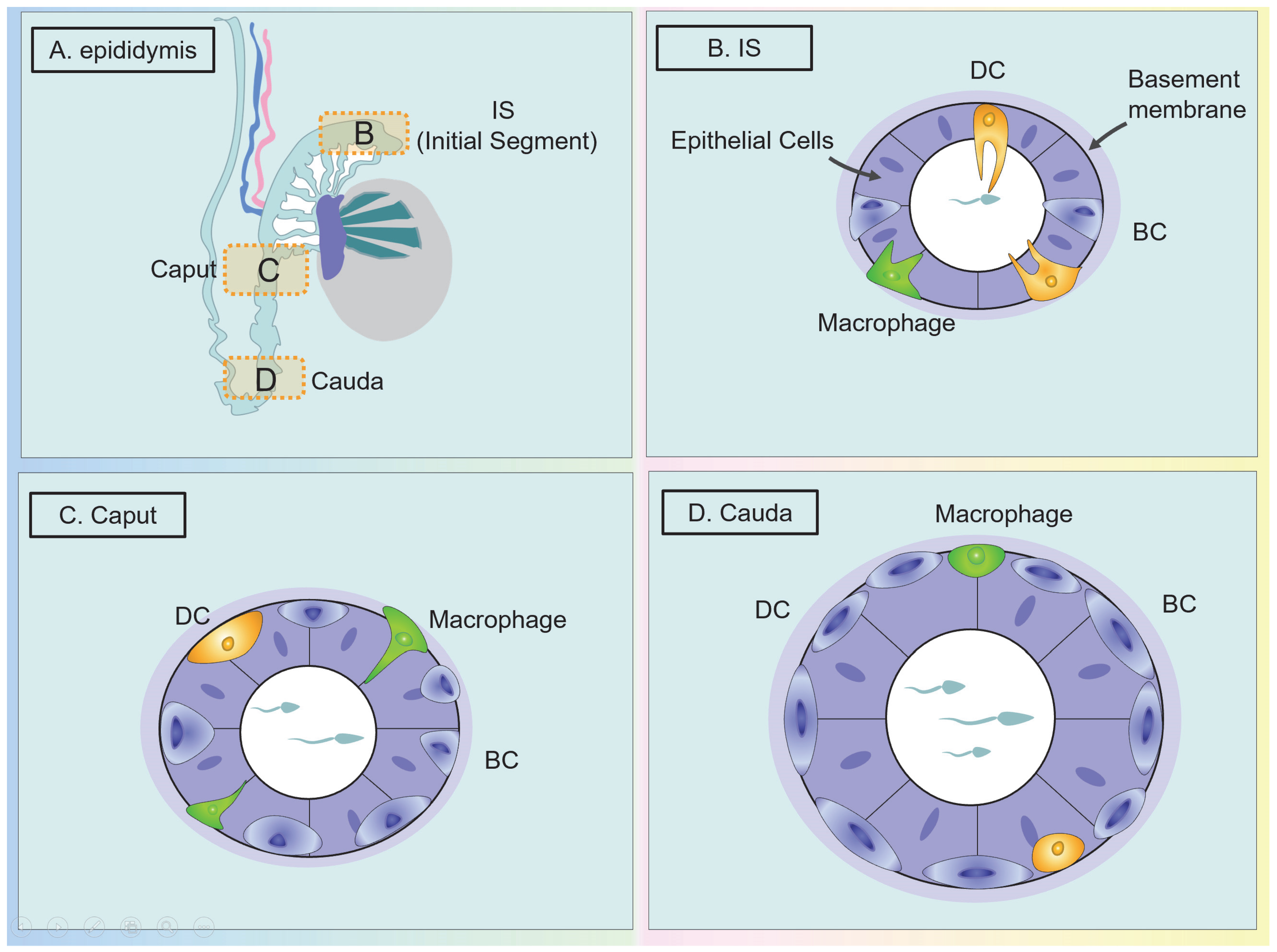 Ijms 24 00053 g004 Ijms 24 00053 g004