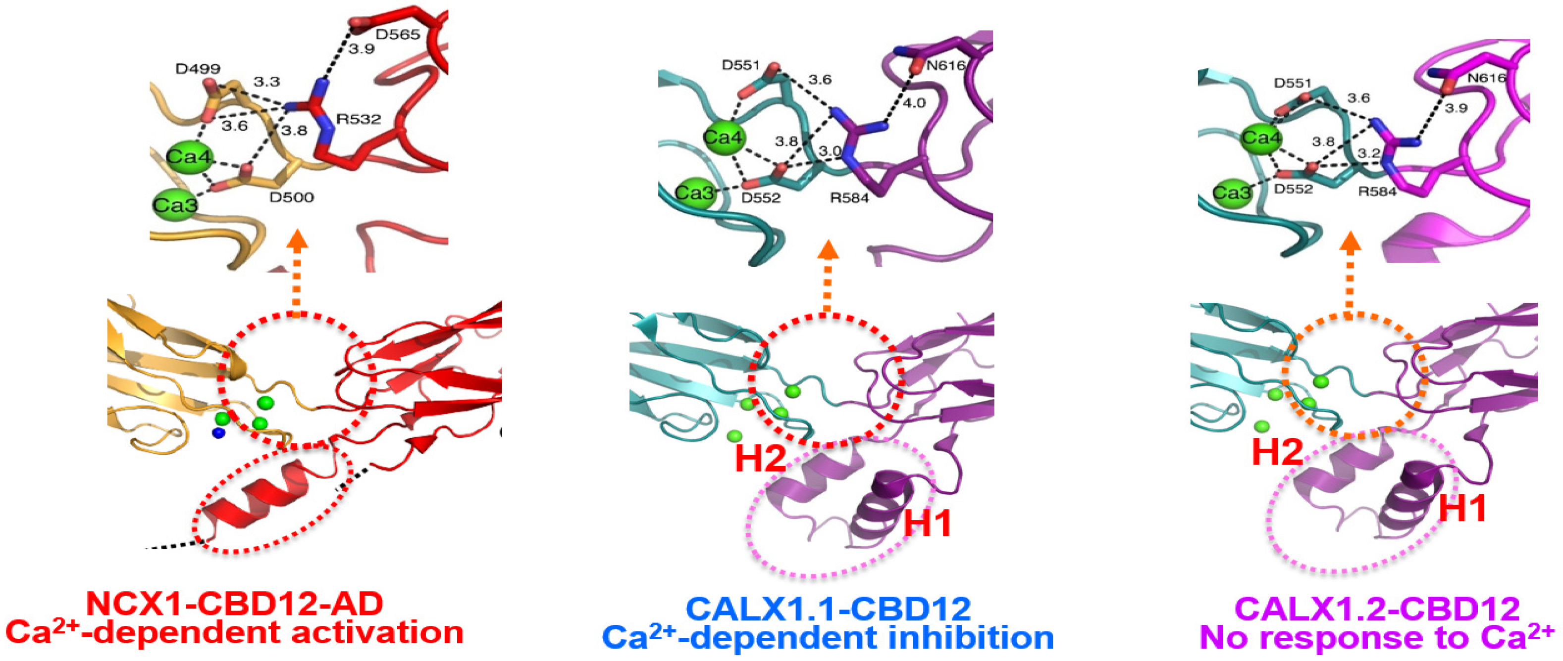 Ijms 24 00061 g006 Ijms 24 00061 g006