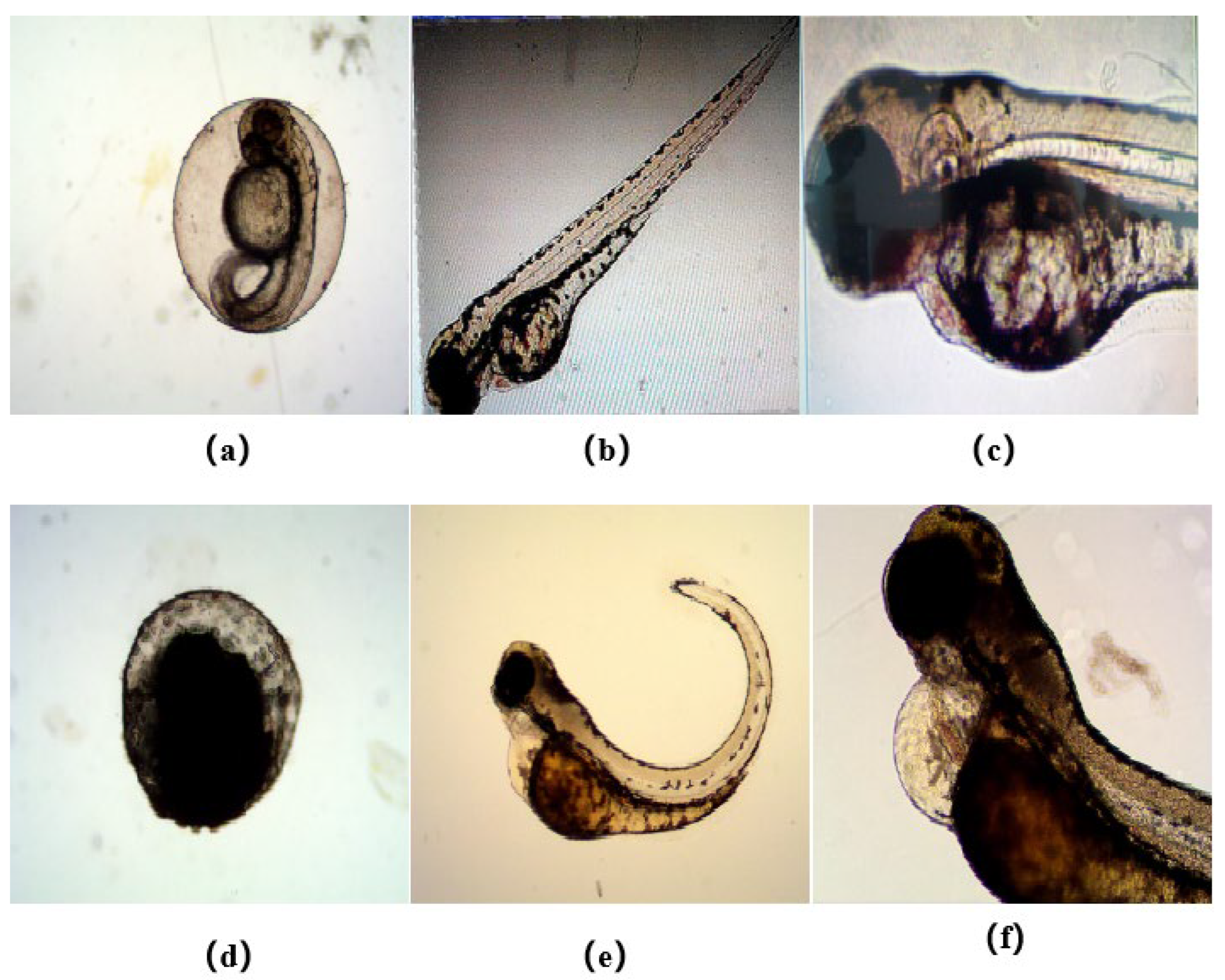 Ijms 24 00064 g011 Ijms 24 00064 g011