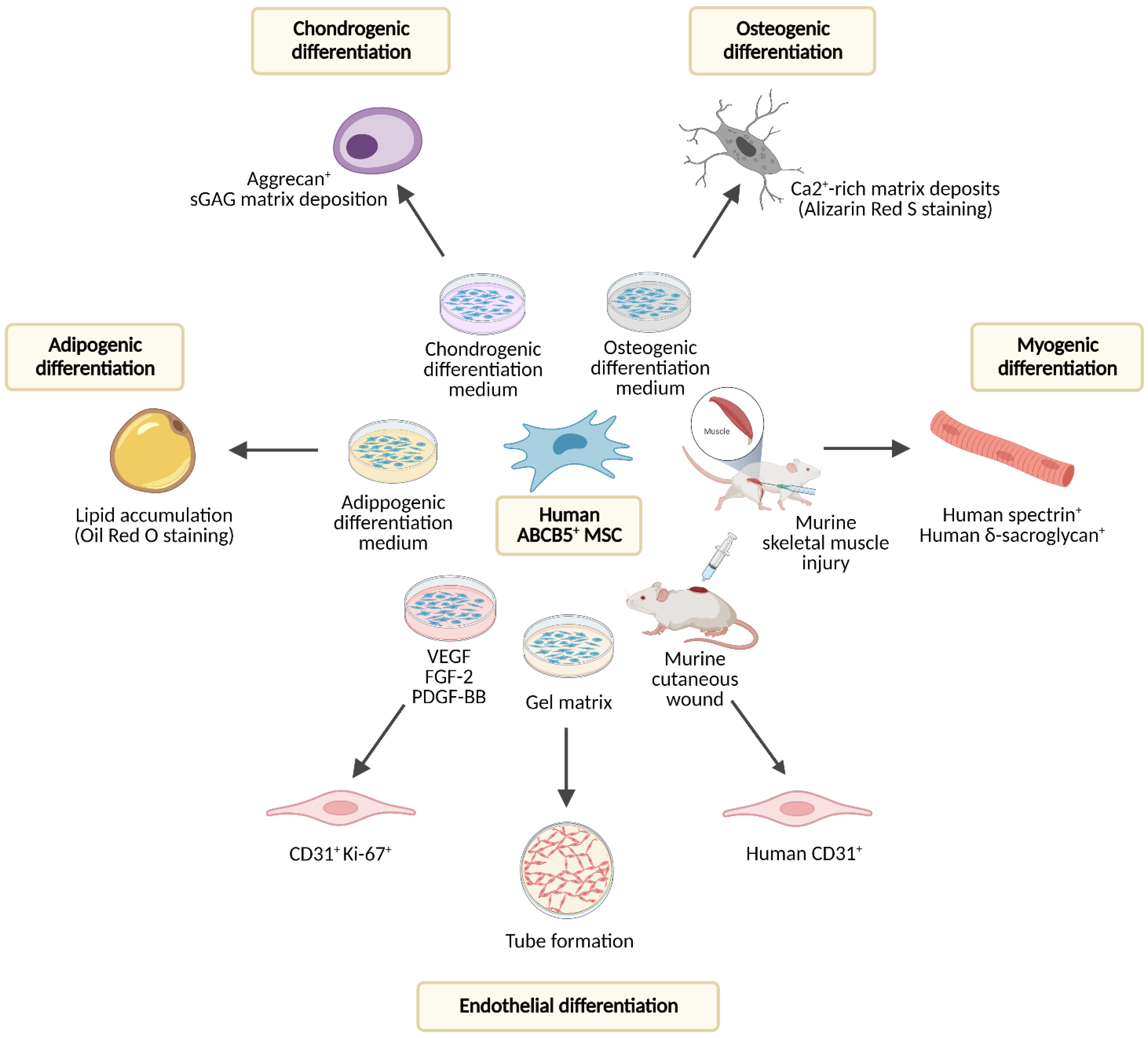 Ijms 24 00066 g002 Ijms 24 00066 g002