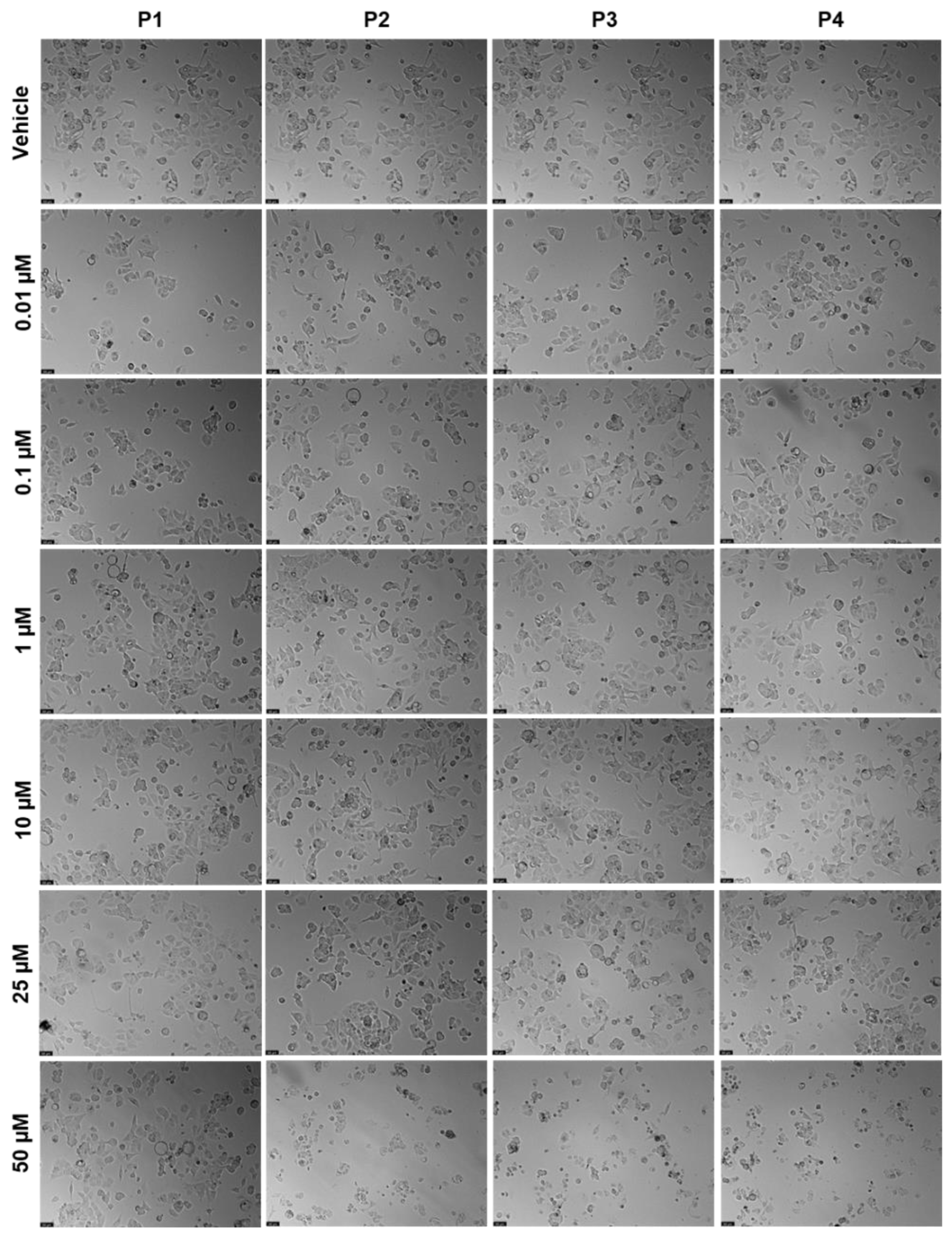 Ijms 24 00069 g010 Ijms 24 00069 g010