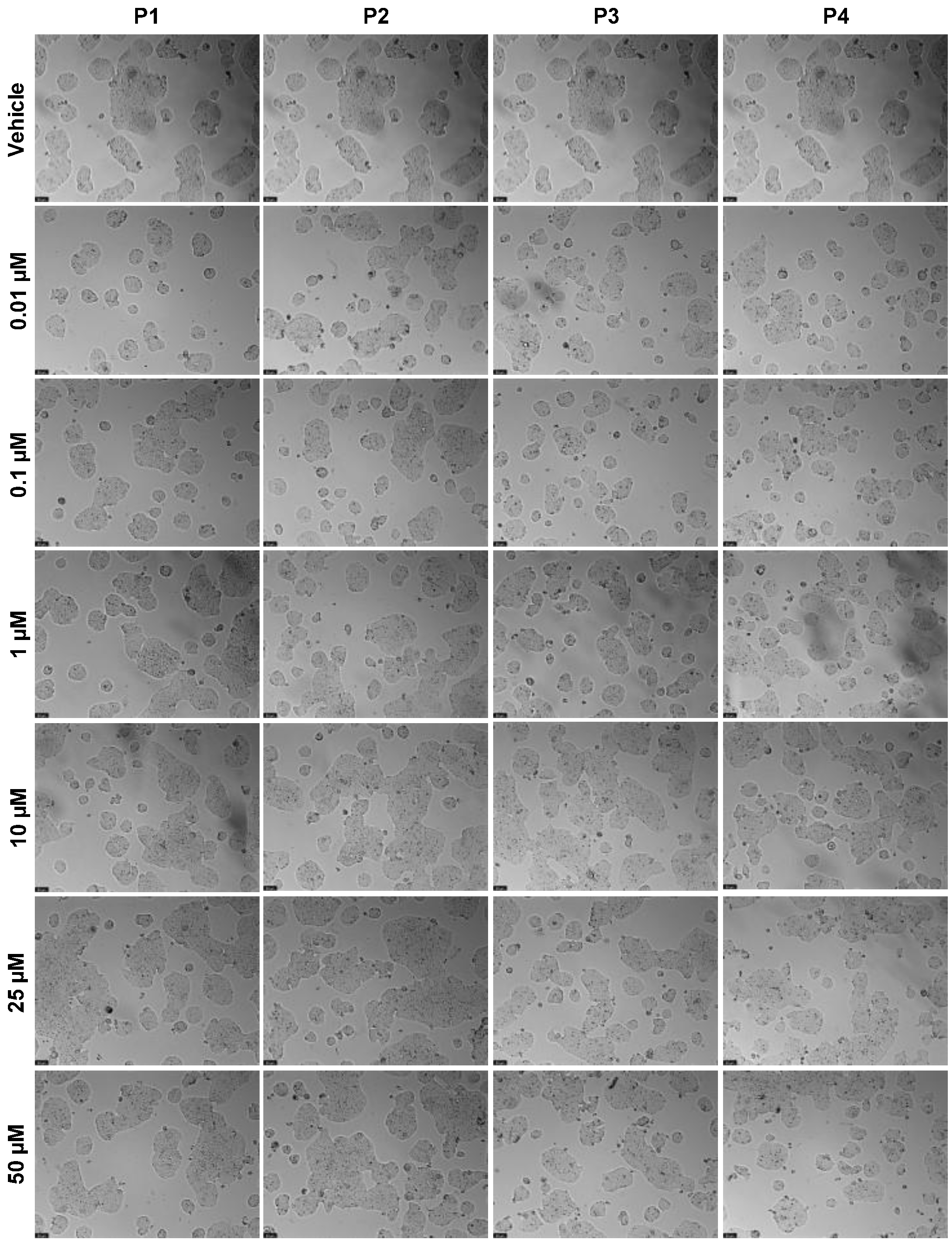 Ijms 24 00069 g012 Ijms 24 00069 g012