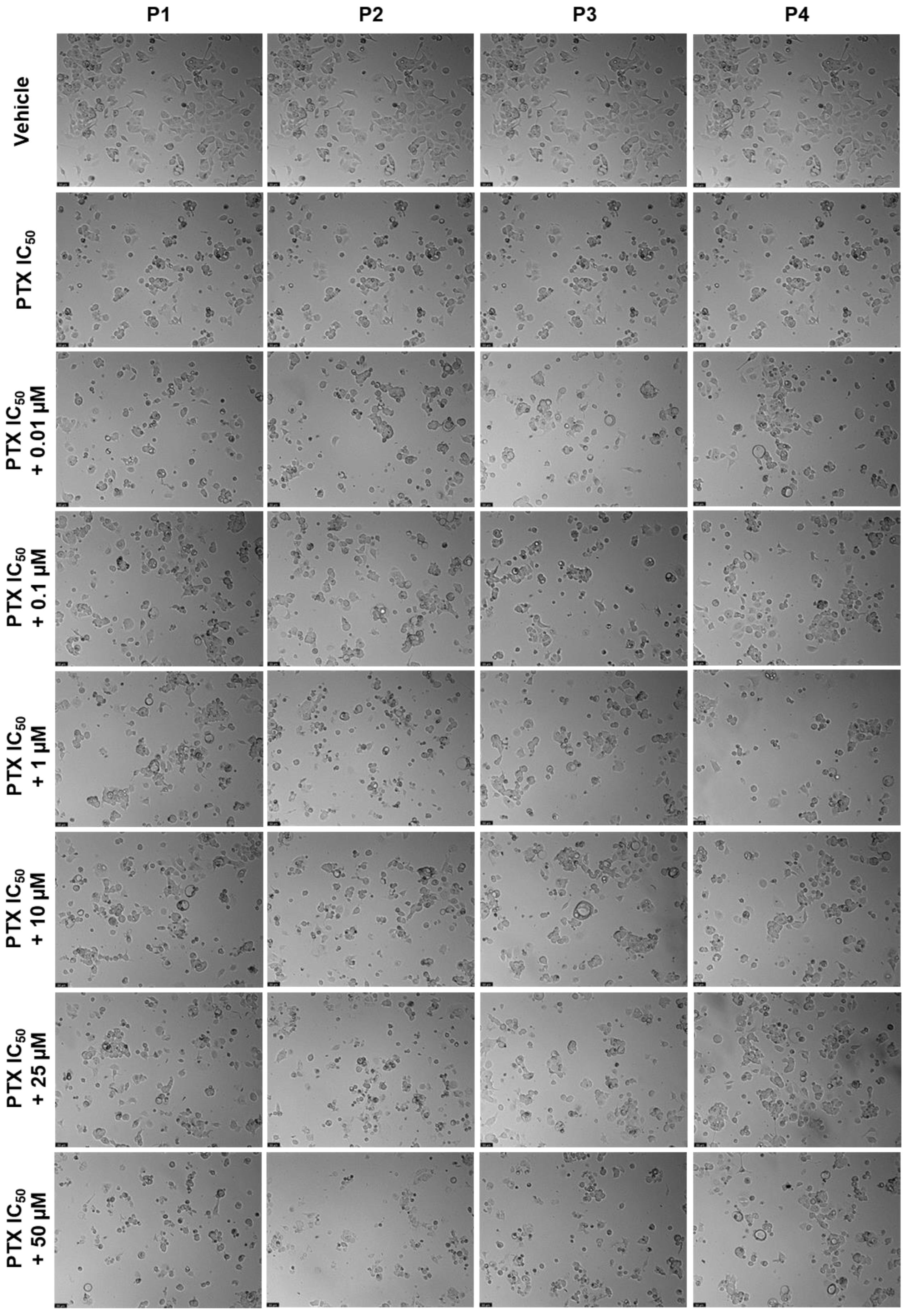 Ijms 24 00069 g017 Ijms 24 00069 g017