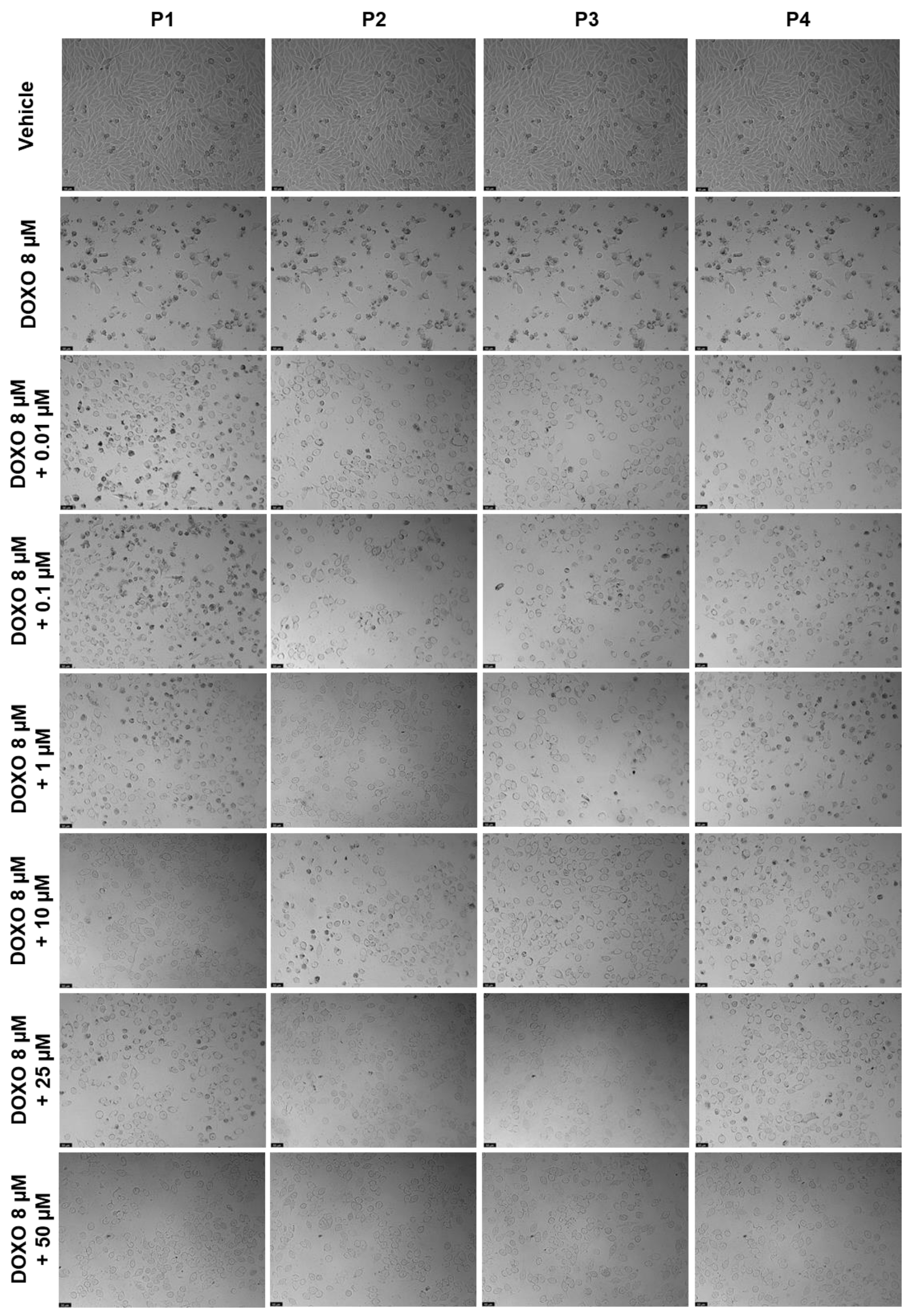 Ijms 24 00069 g019 Ijms 24 00069 g019