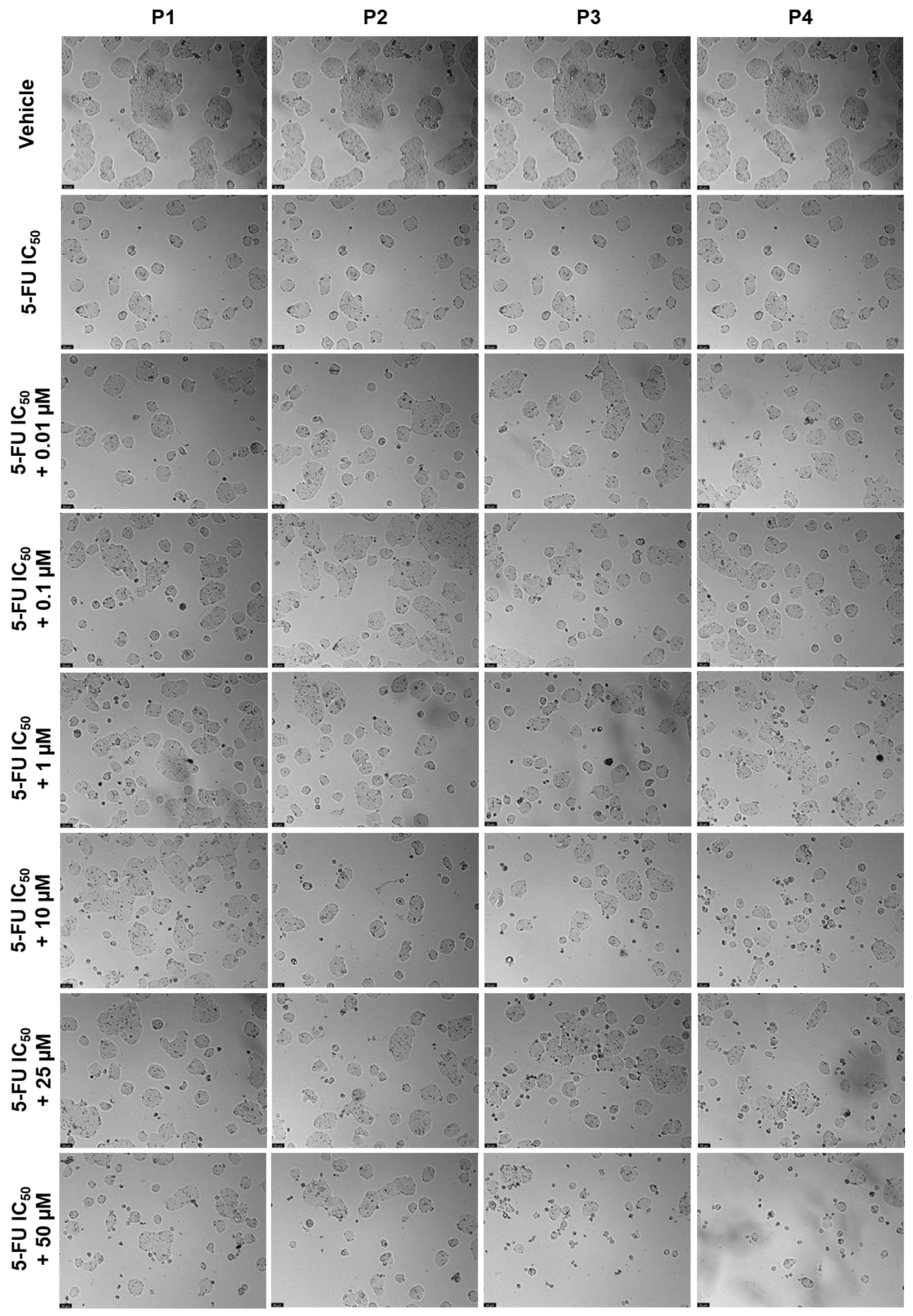 Ijms 24 00069 g021 Ijms 24 00069 g021