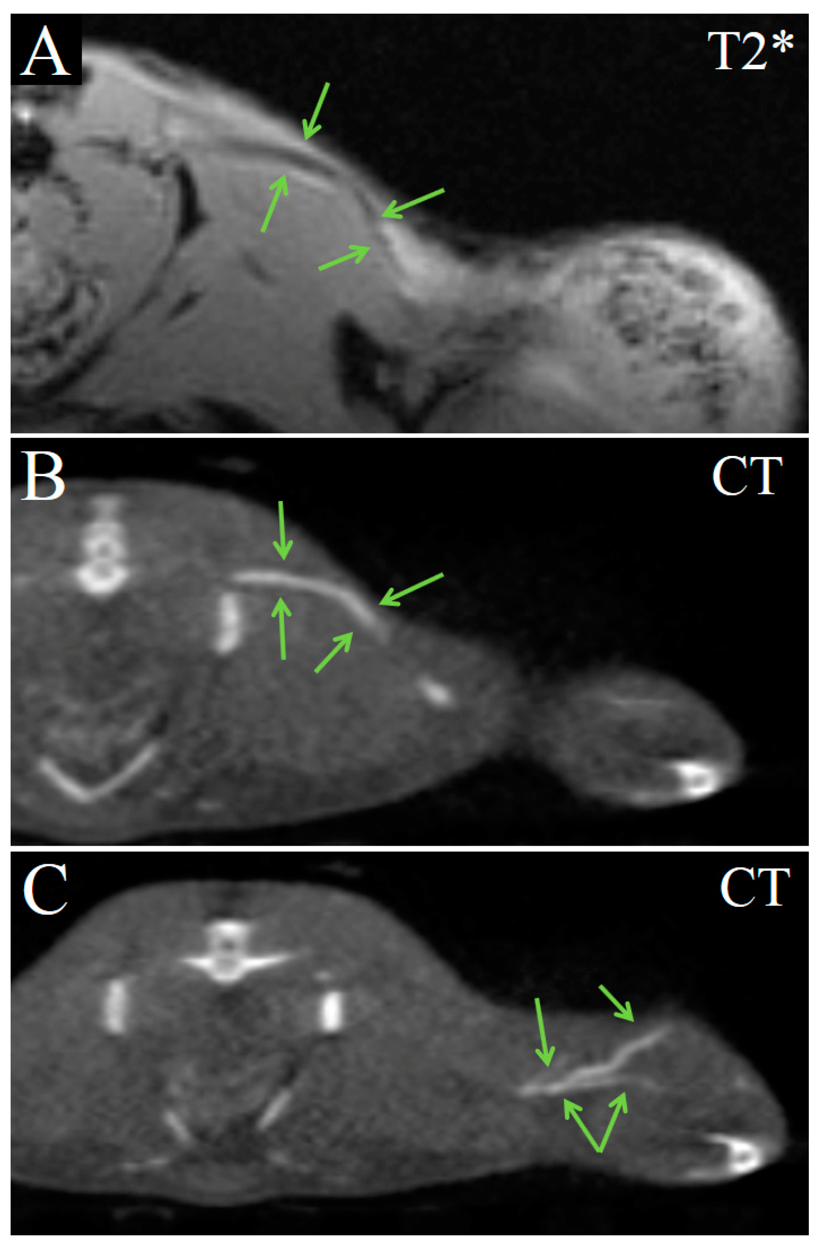 Ijms 24 00070 g006 Ijms 24 00070 g006