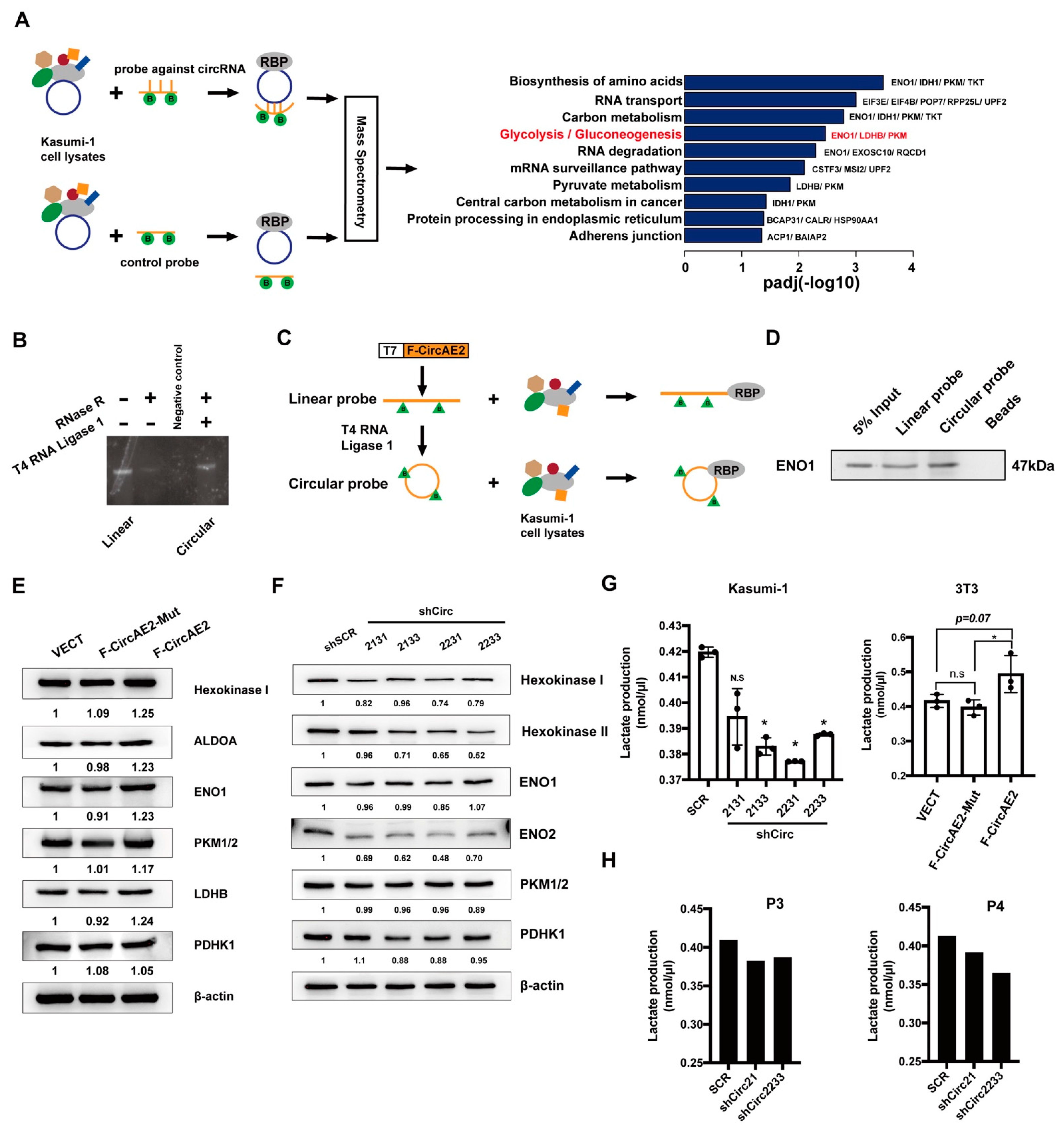 Ijms 24 00071 g006 Ijms 24 00071 g006