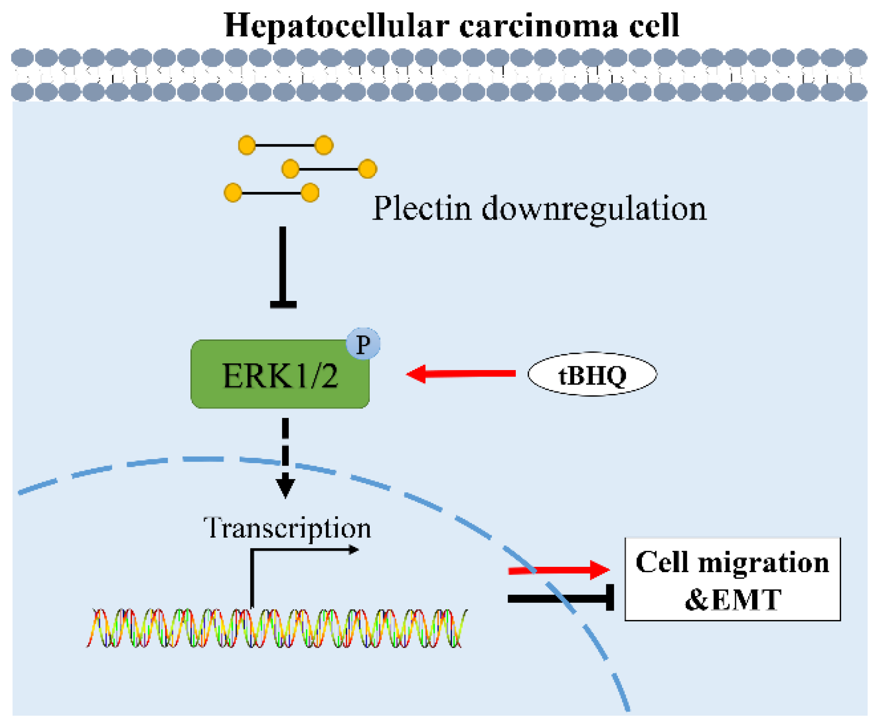 Ijms 24 00073 g005 Ijms 24 00073 g005