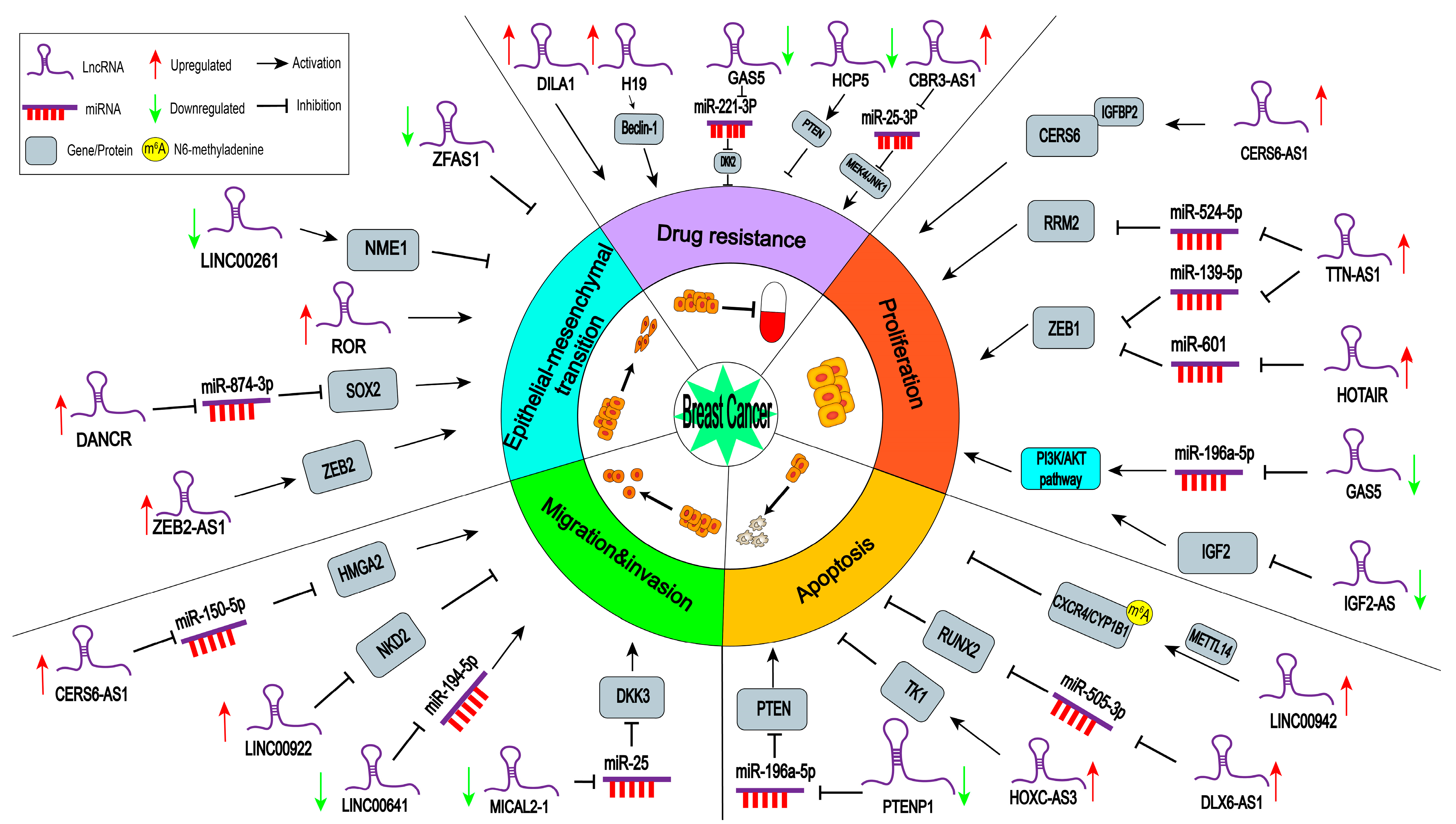 IJMS | Free Full-Text | Roles and Mechanisms of Long Non-Coding RNAs in ...