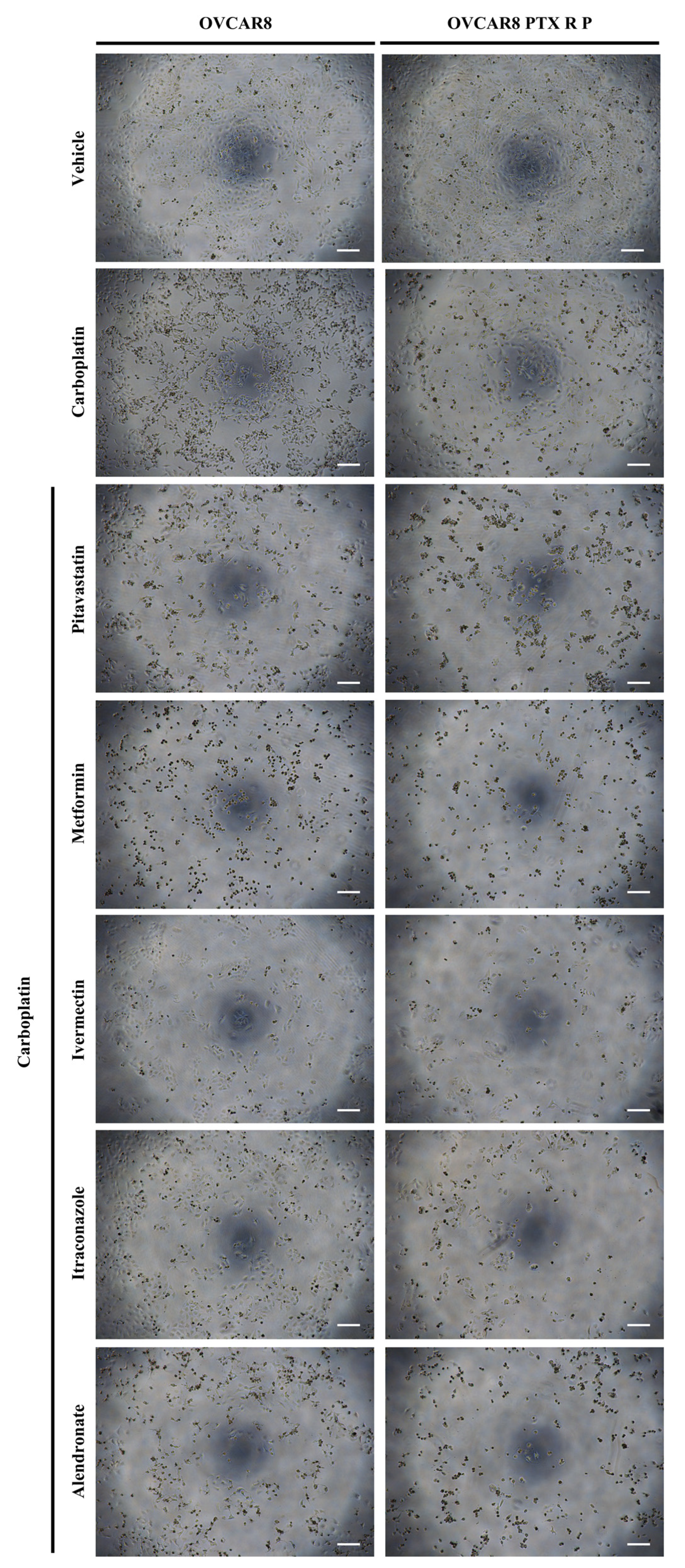 Ijms 24 00097 g002 Ijms 24 00097 g002