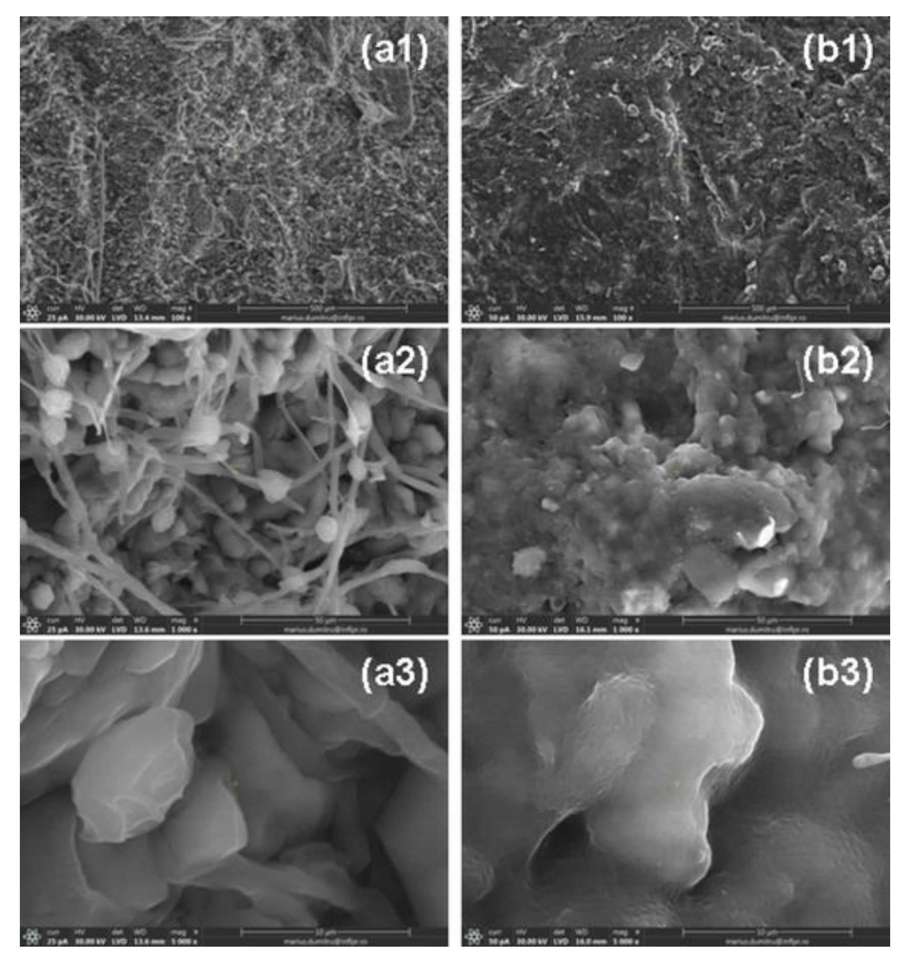 Ijms 24 00104 g015 Ijms 24 00104 g015