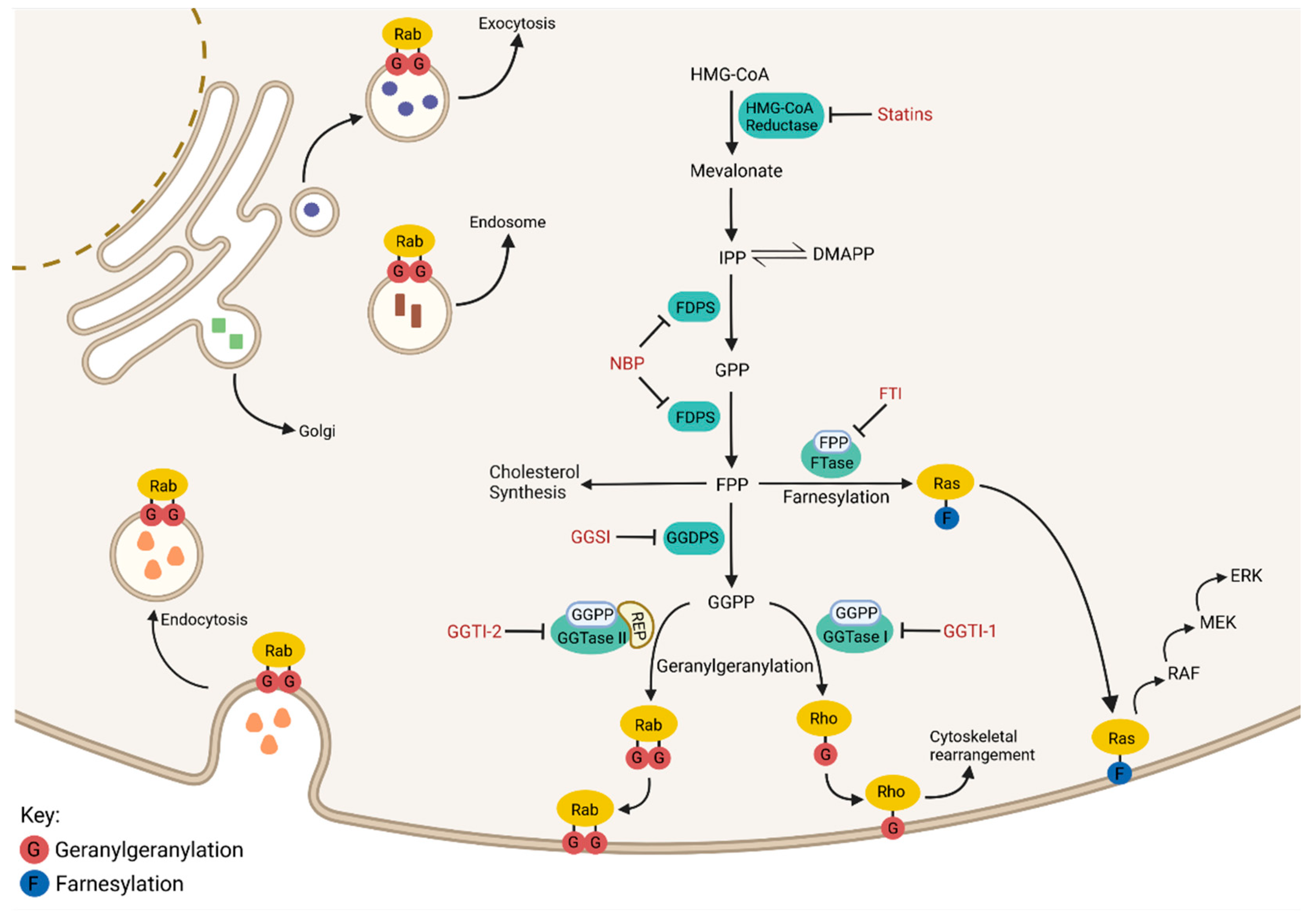 Ijms 24 00111 g001 Ijms 24 00111 g001