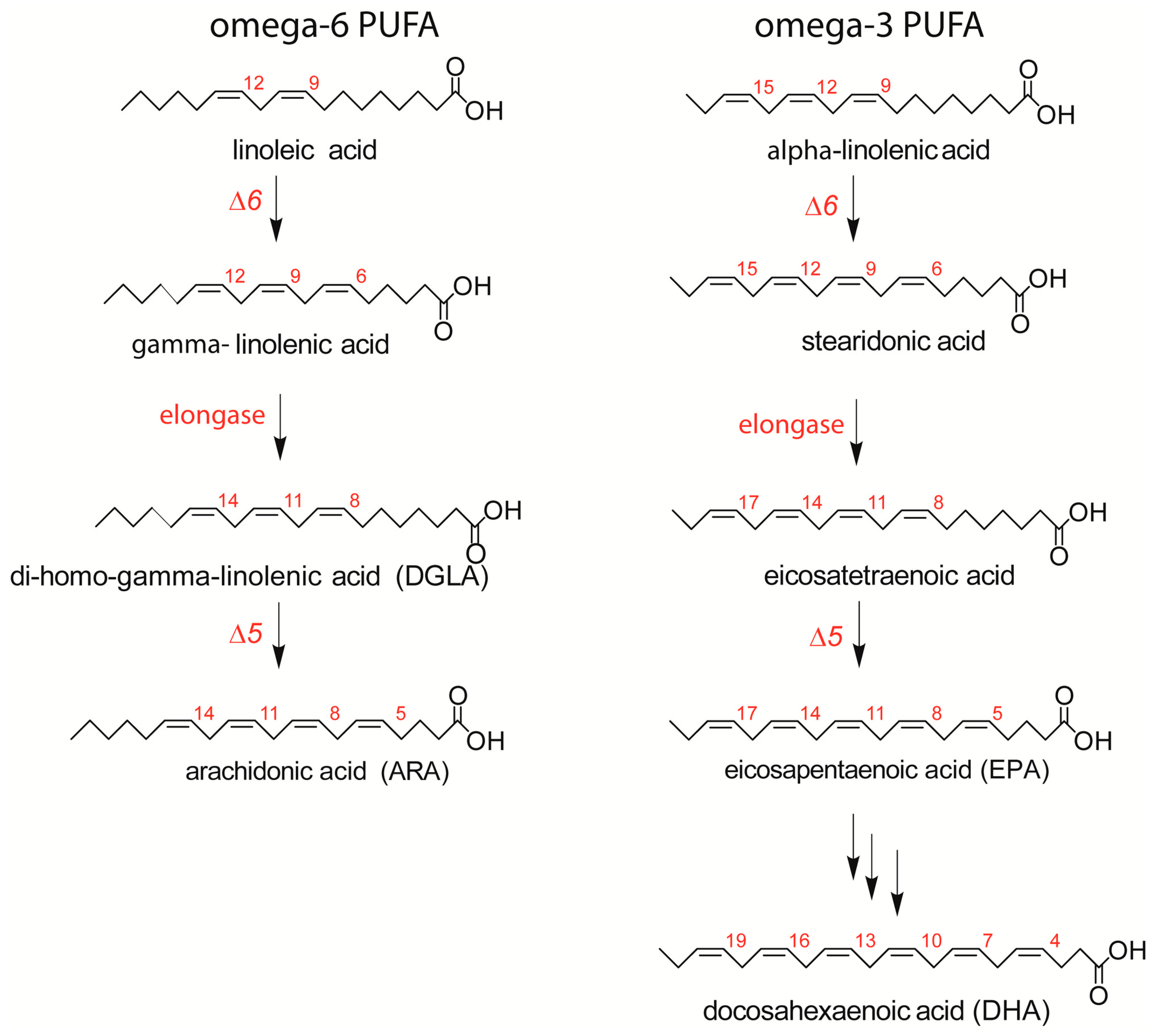 IJMS Free FullText FattyAcidBased Membrane Lipidome Profile of