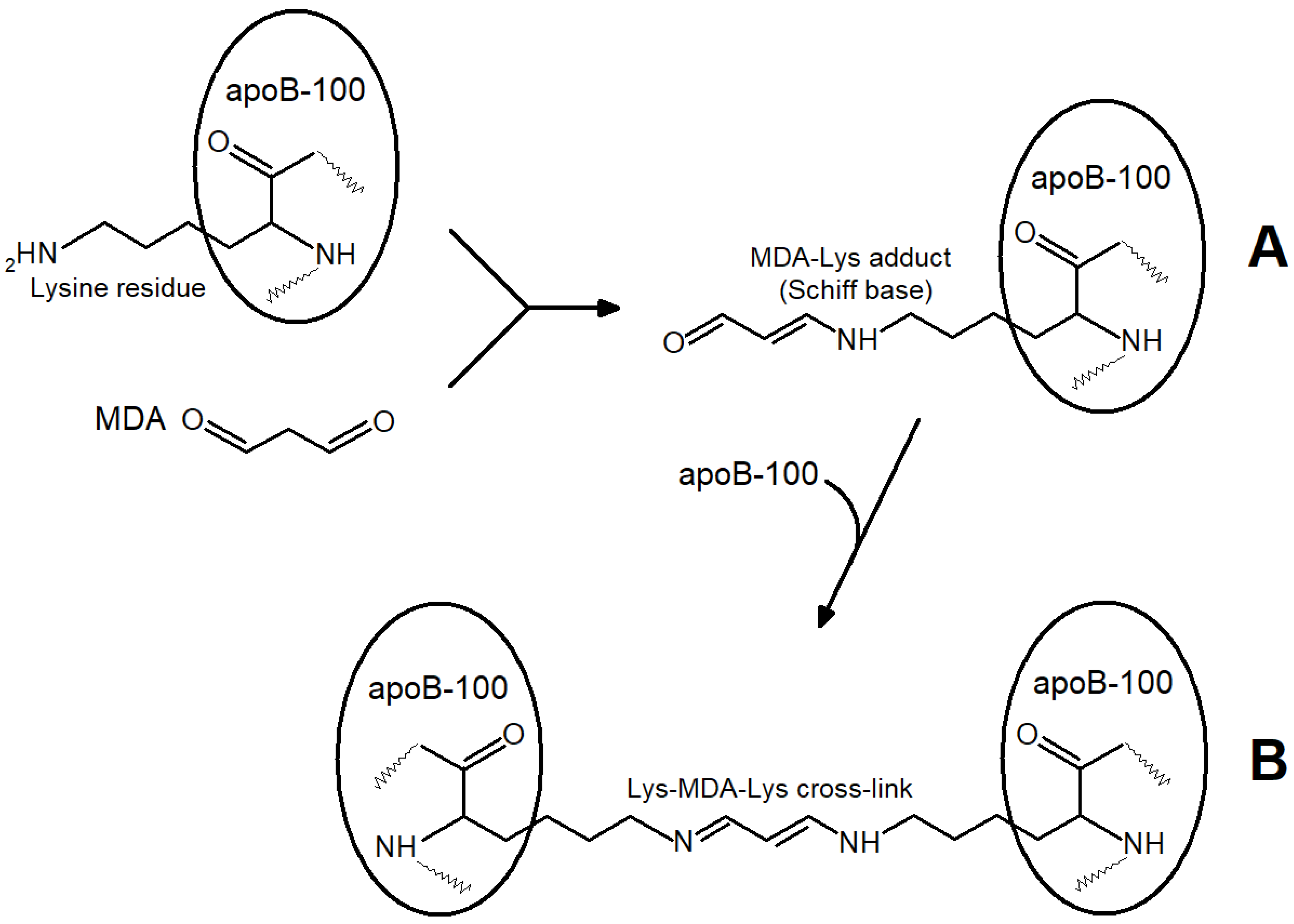Ijms 24 00128 g003 Ijms 24 00128 g003