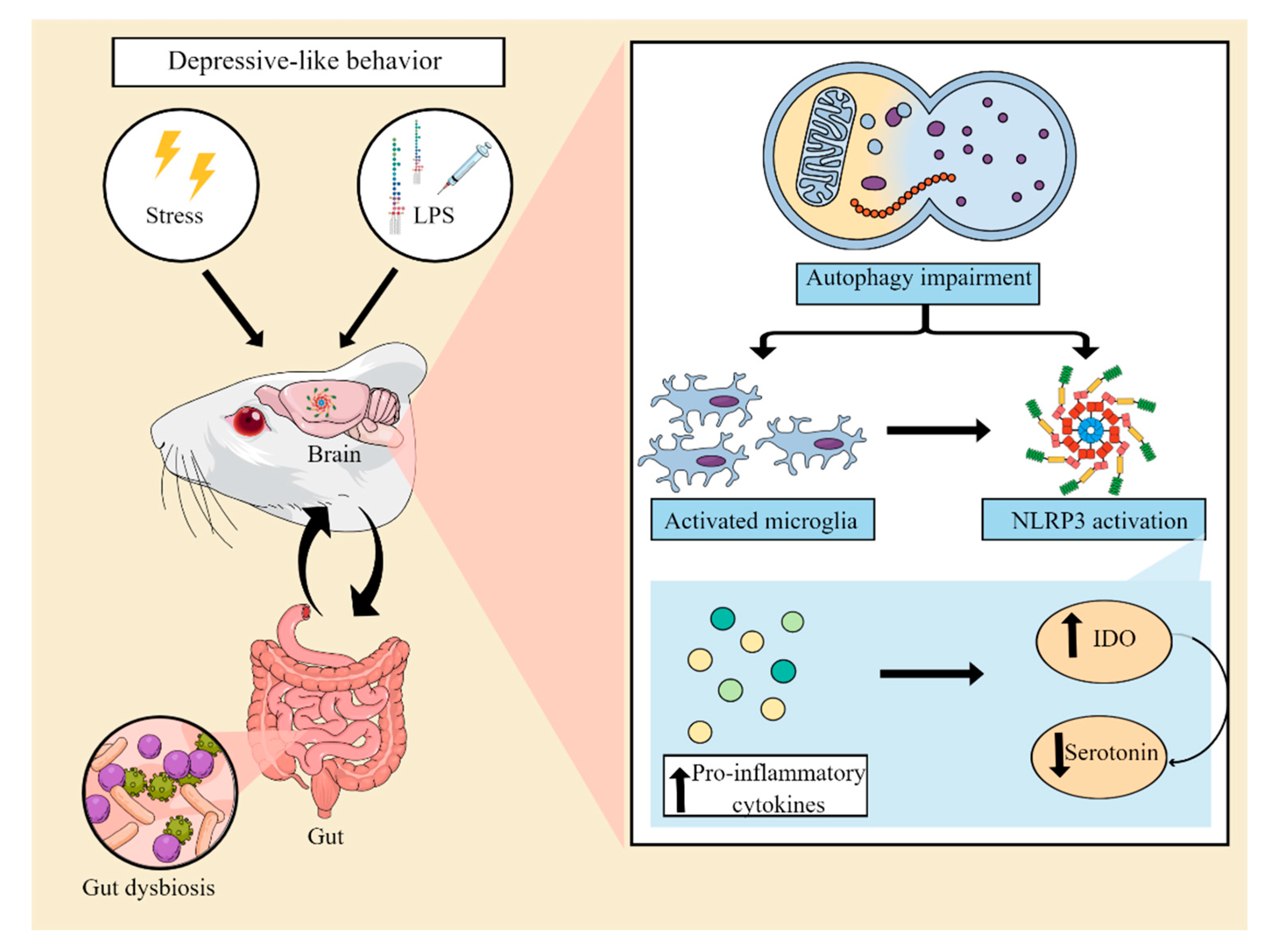 IJMS Free FullText NLRP3 Inflammasome From Pathophysiology to