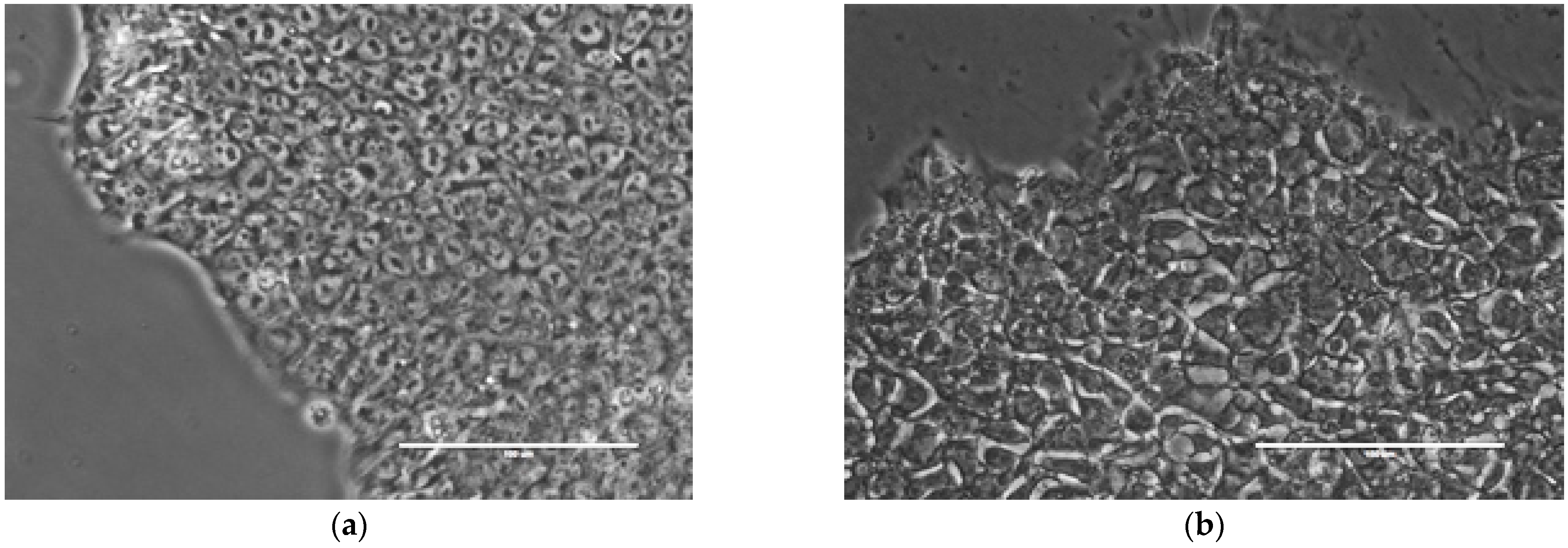 Ijms 24 00140 g001 Ijms 24 00140 g001